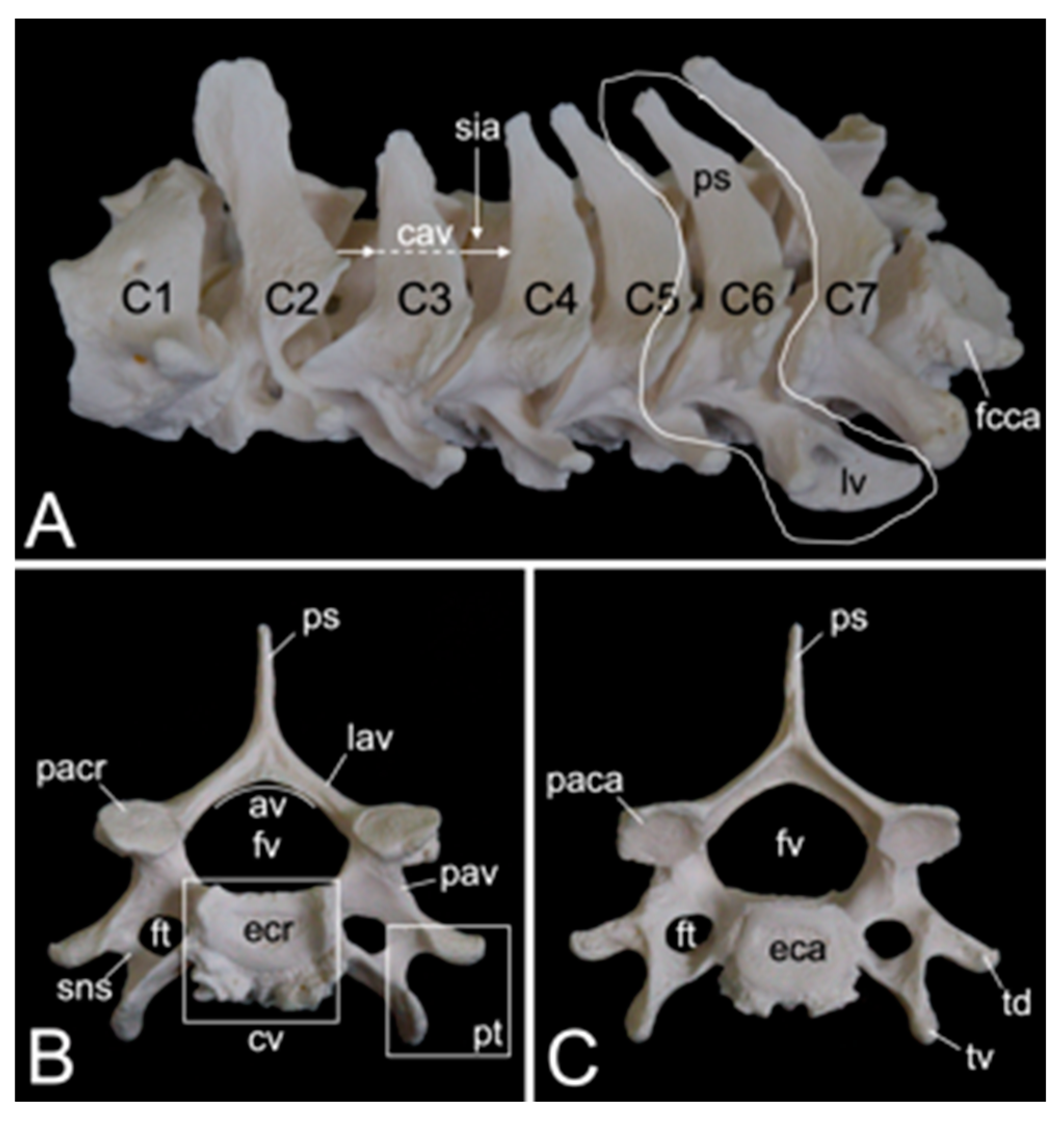 Preprints 84827 g011