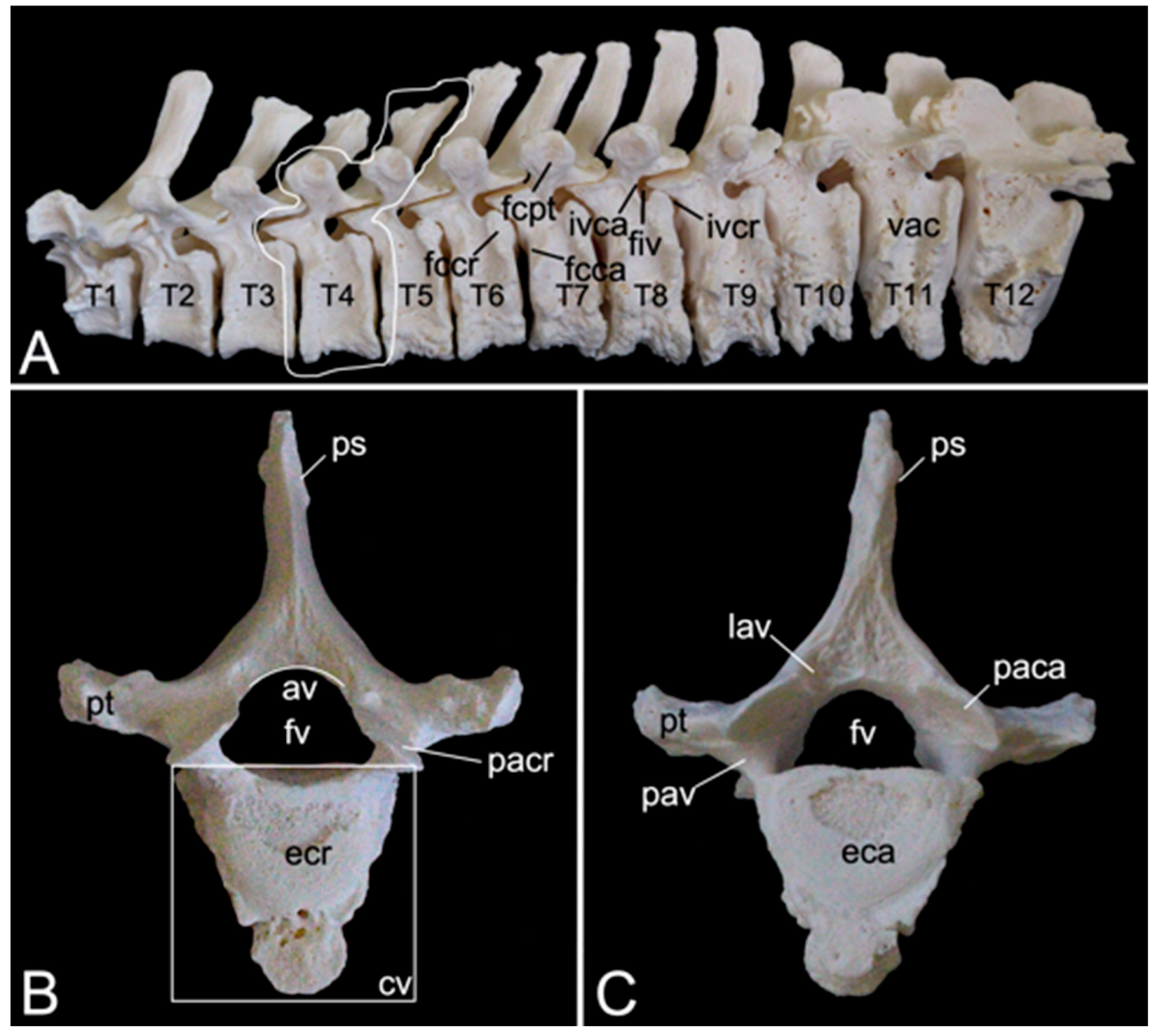 Preprints 84827 g012