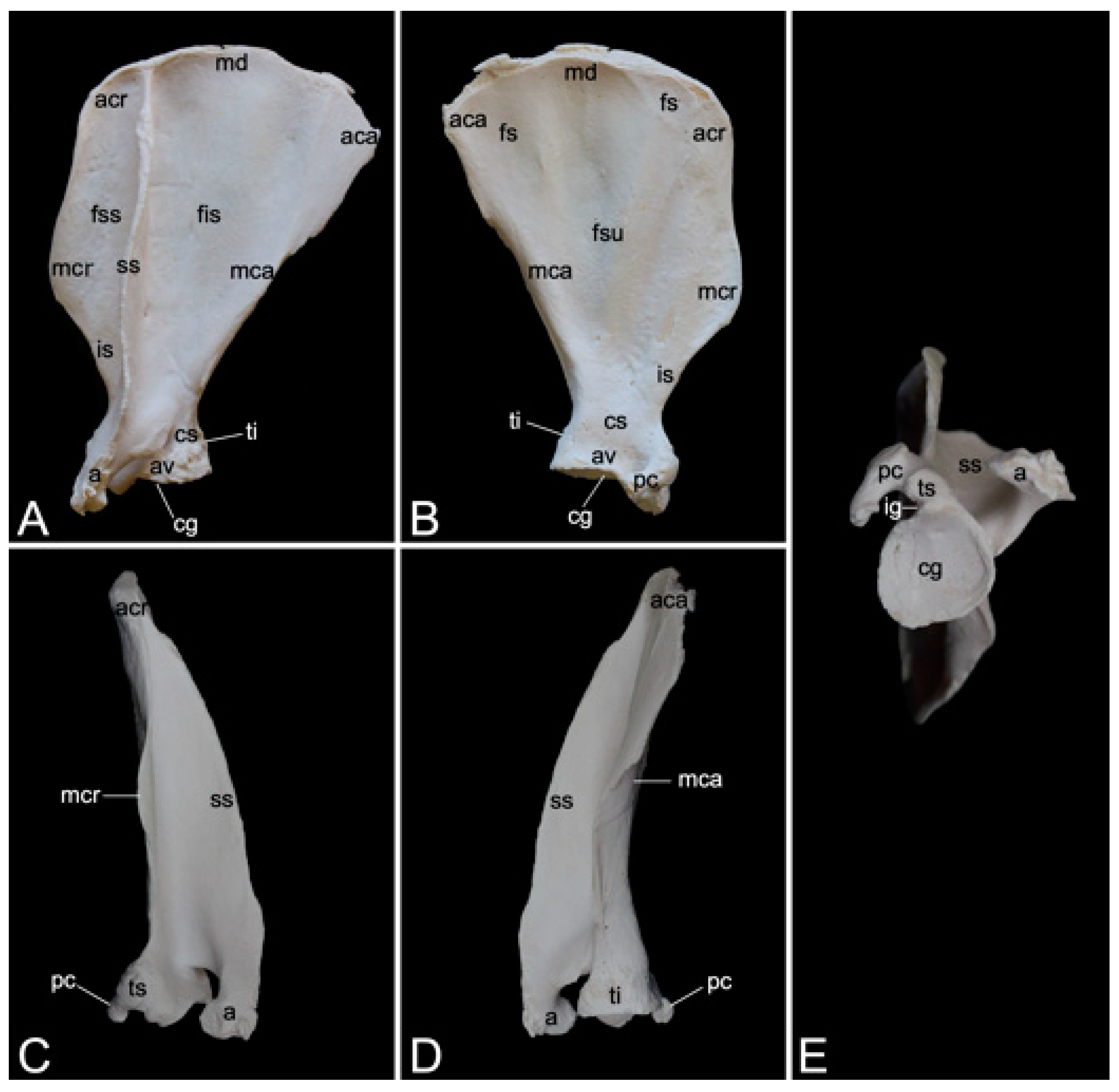 Preprints 84827 g019