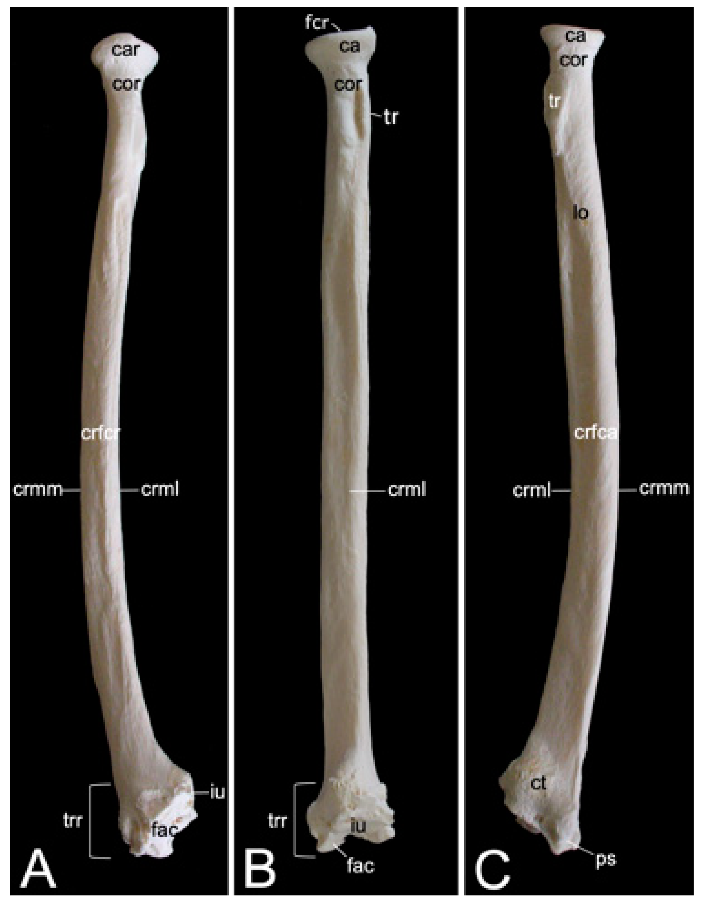 Preprints 84827 g021