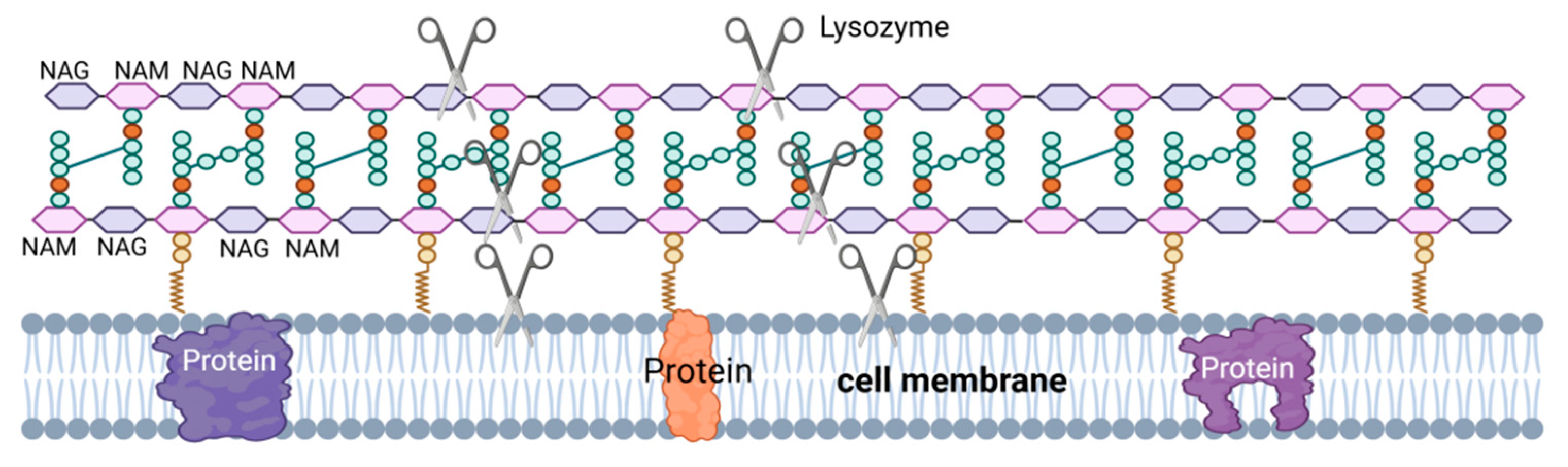 Preprints 122039 g004
