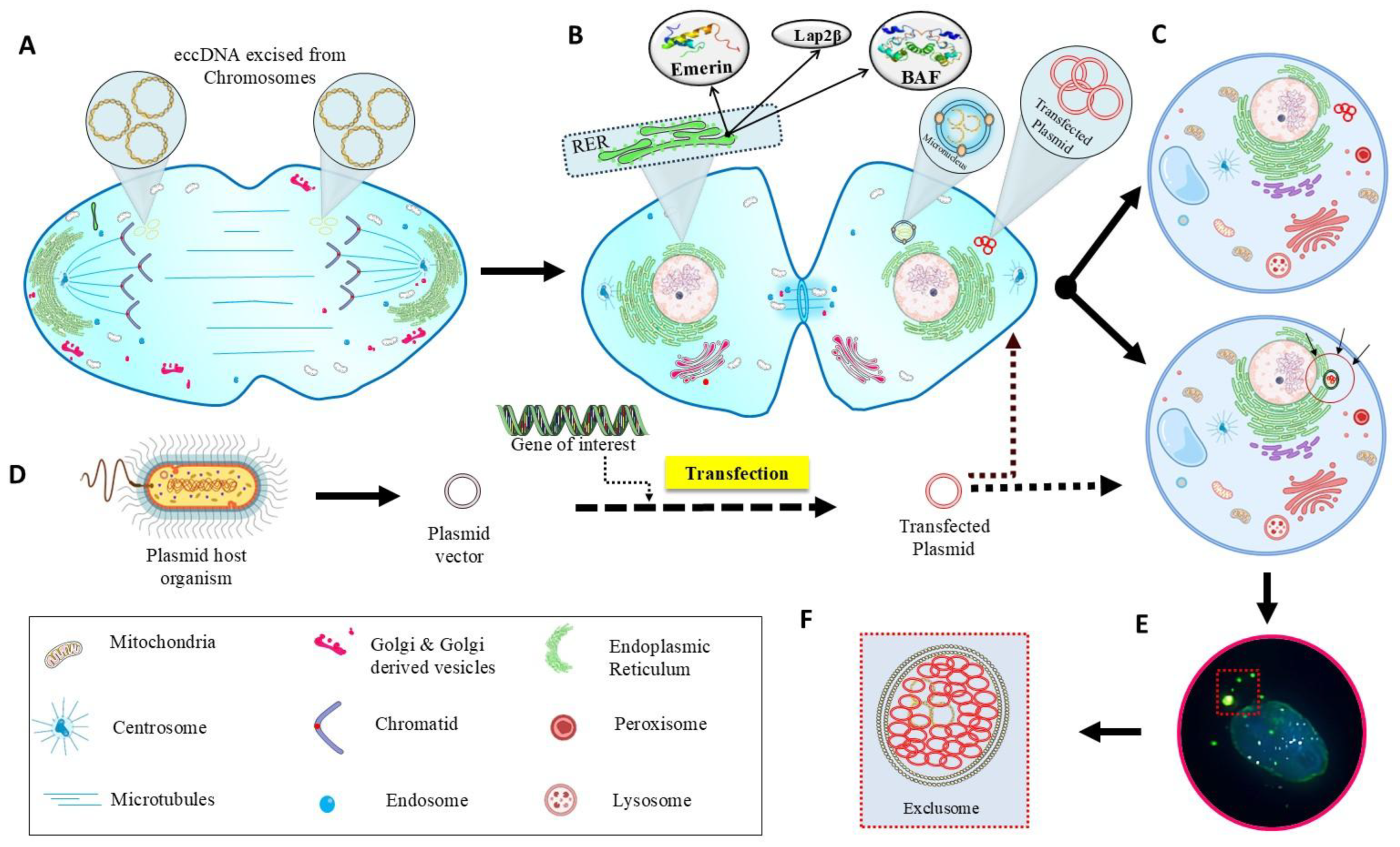 Preprints 217267 g001