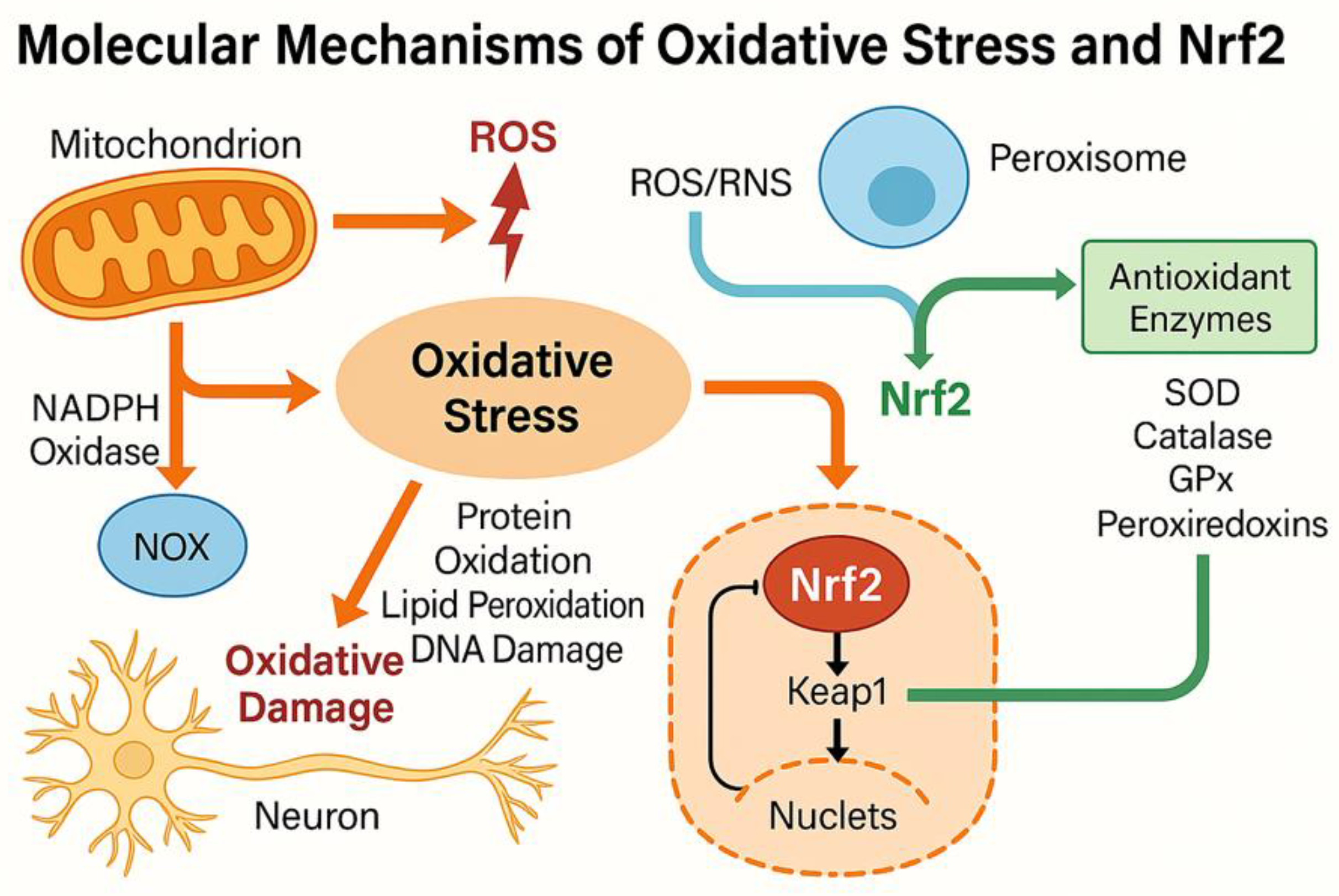 Preprints 184132 g001