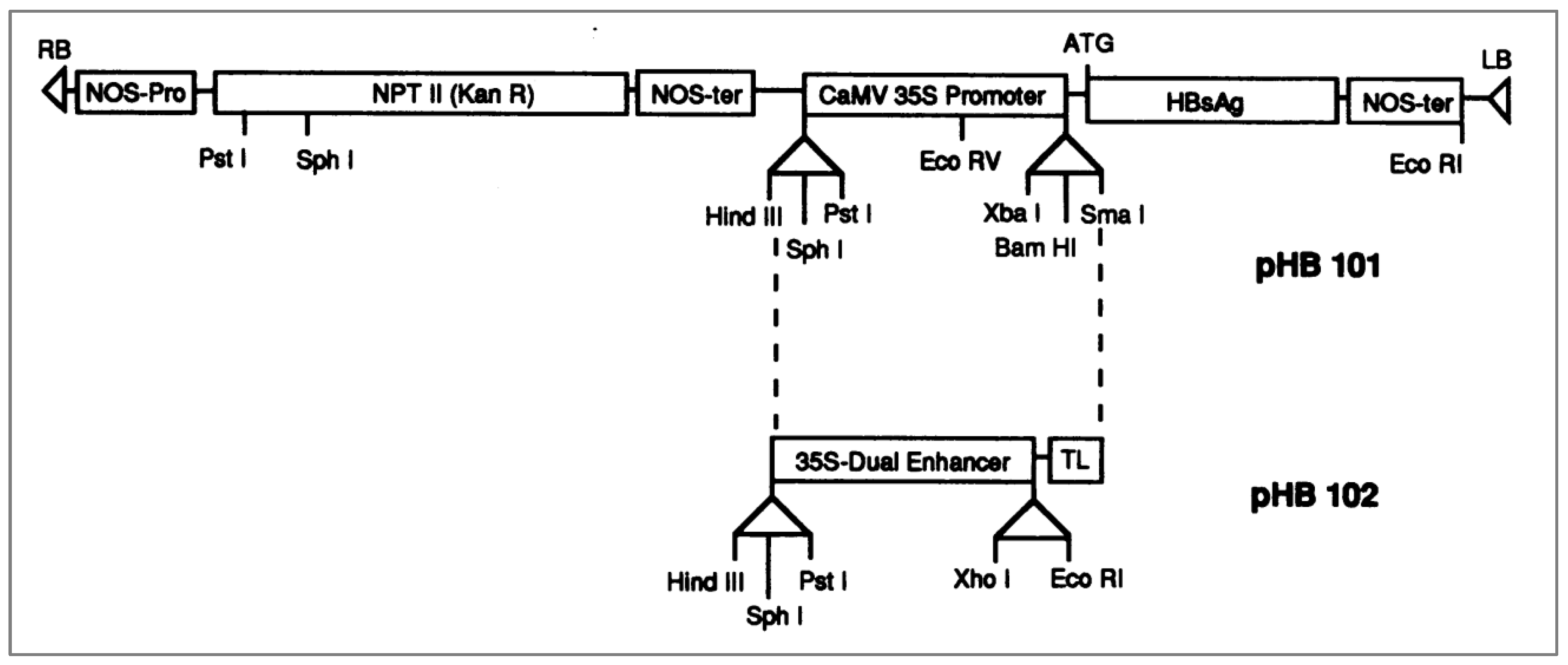 Preprints 139681 g001