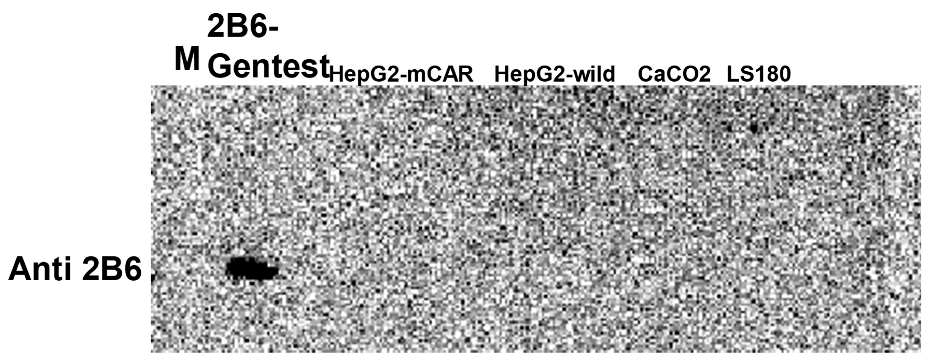 Preprints 196248 g006
