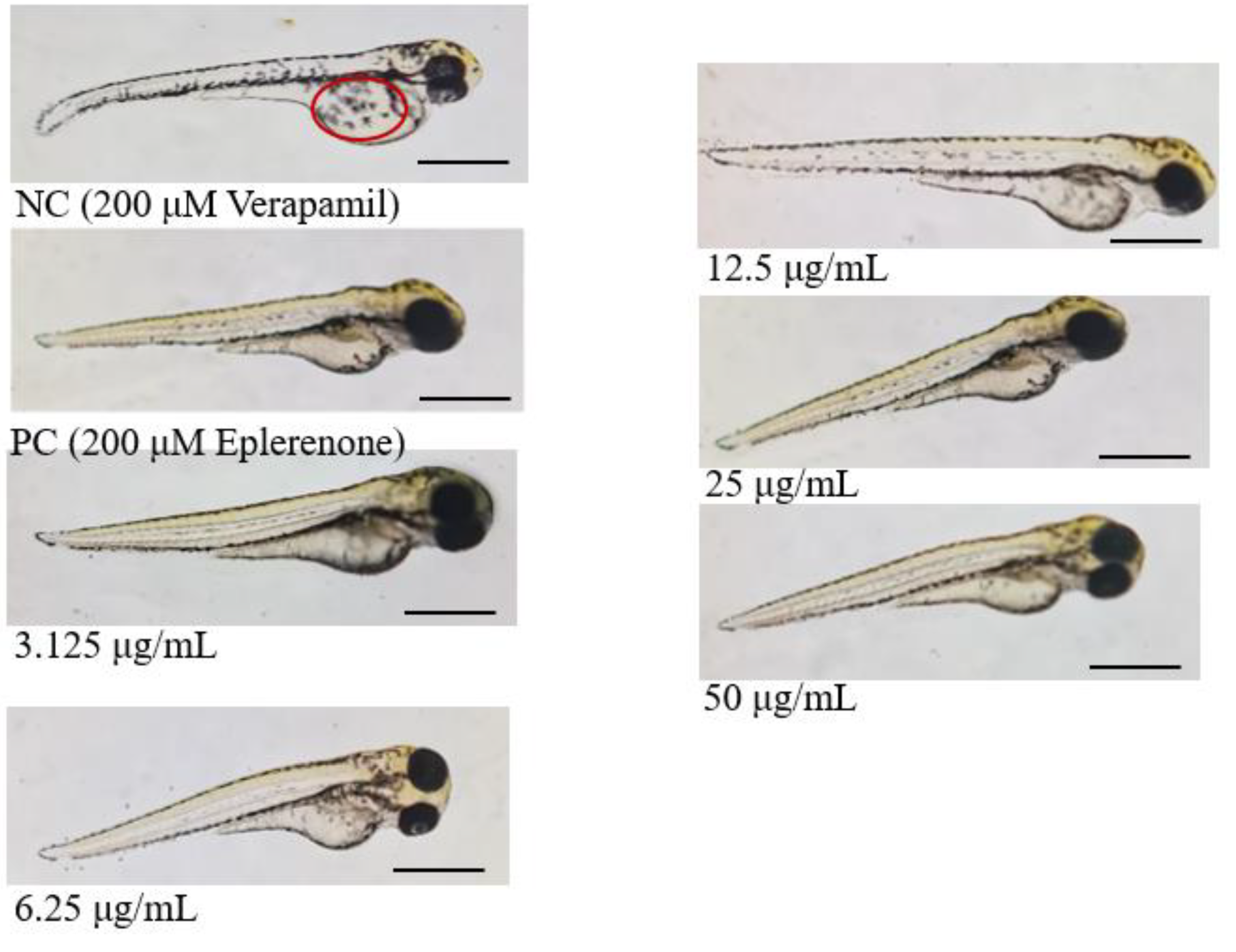 Preprints 148391 g003