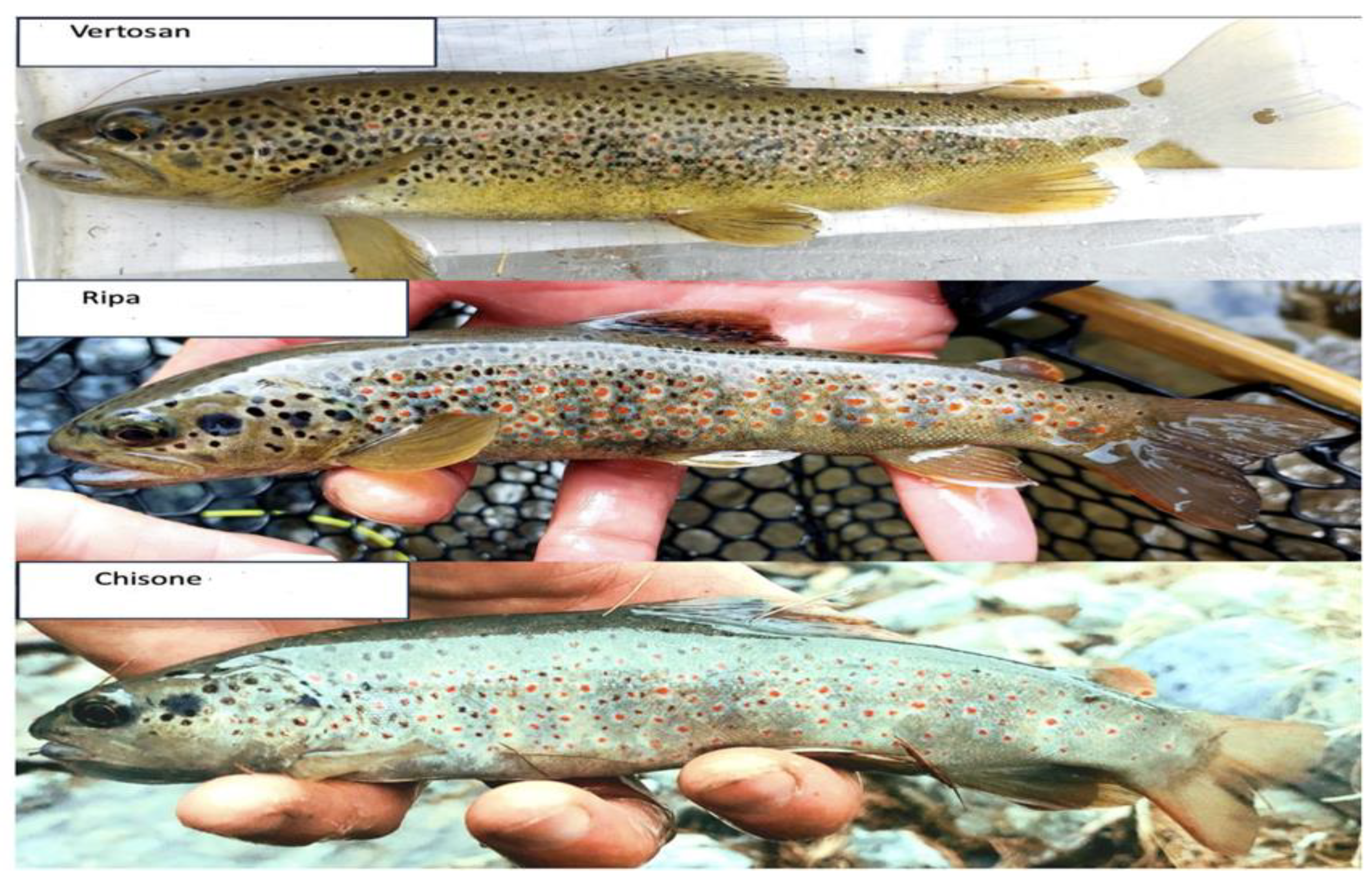 Preprints 158934 g002