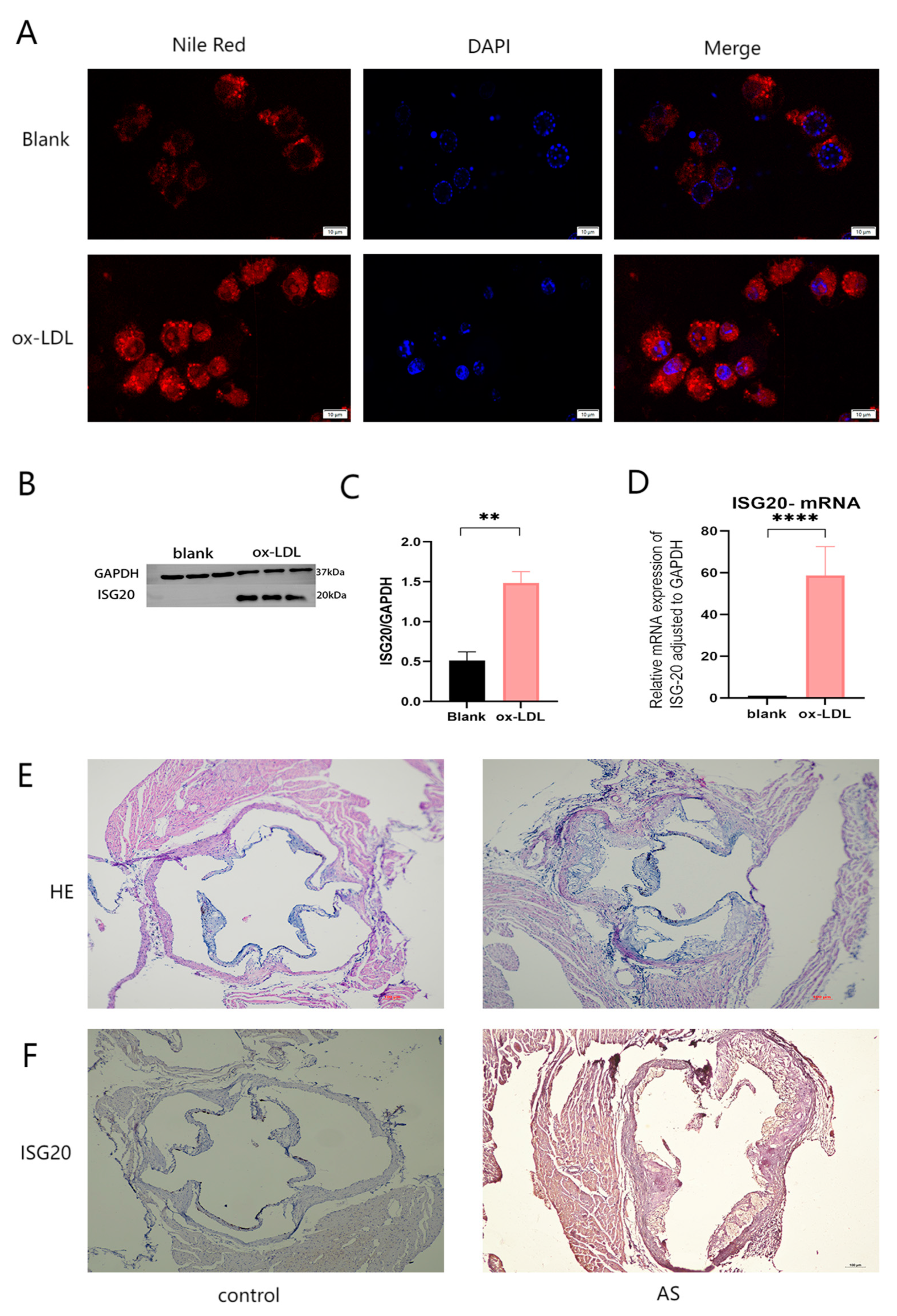 Preprints 158915 g009
