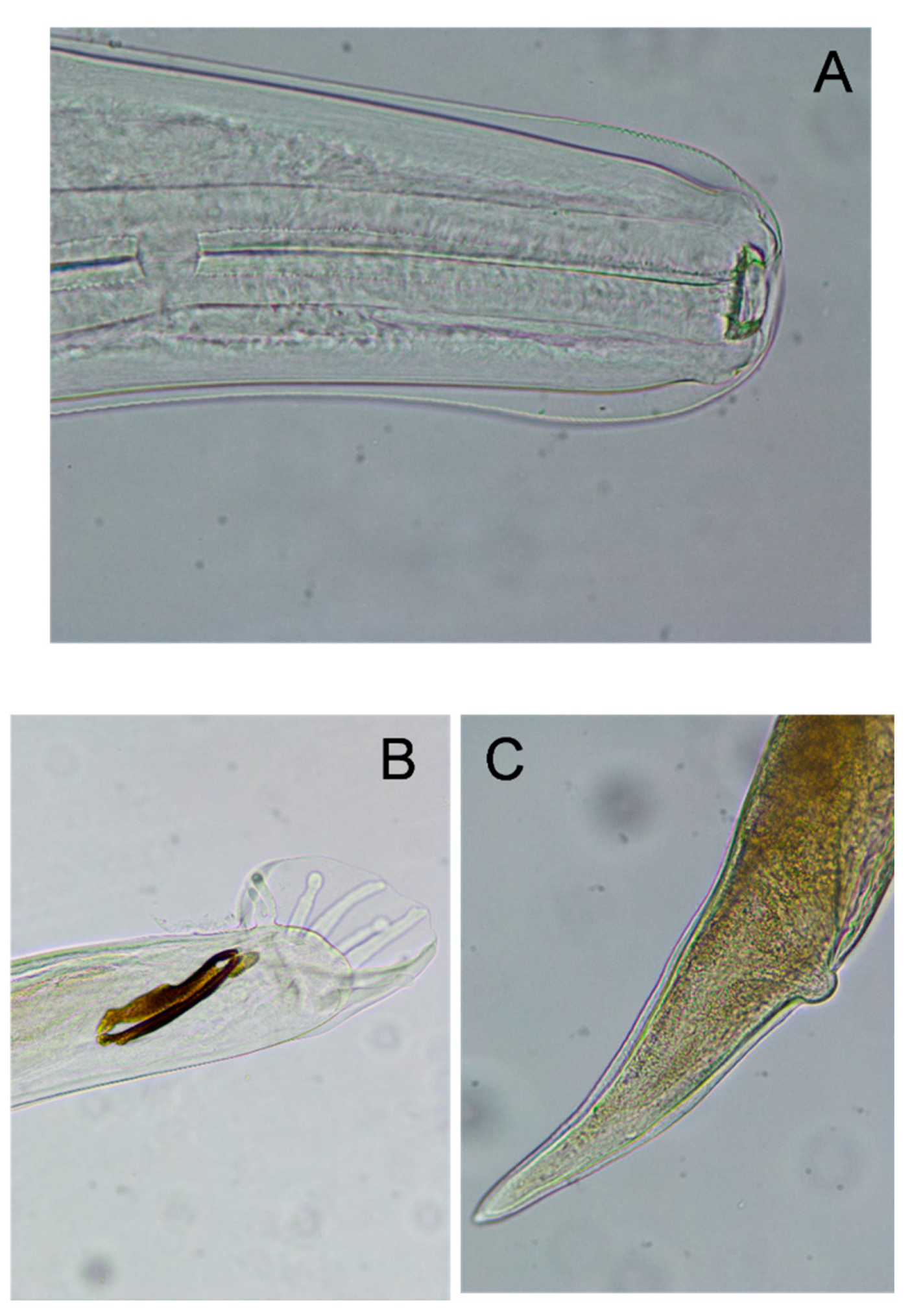 Preprints 156001 g002