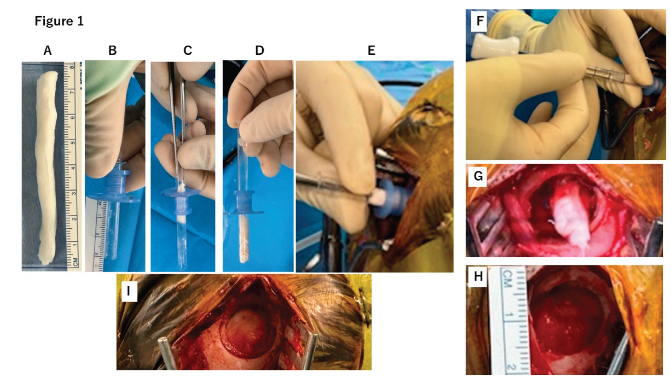 Preprints 169880 g001