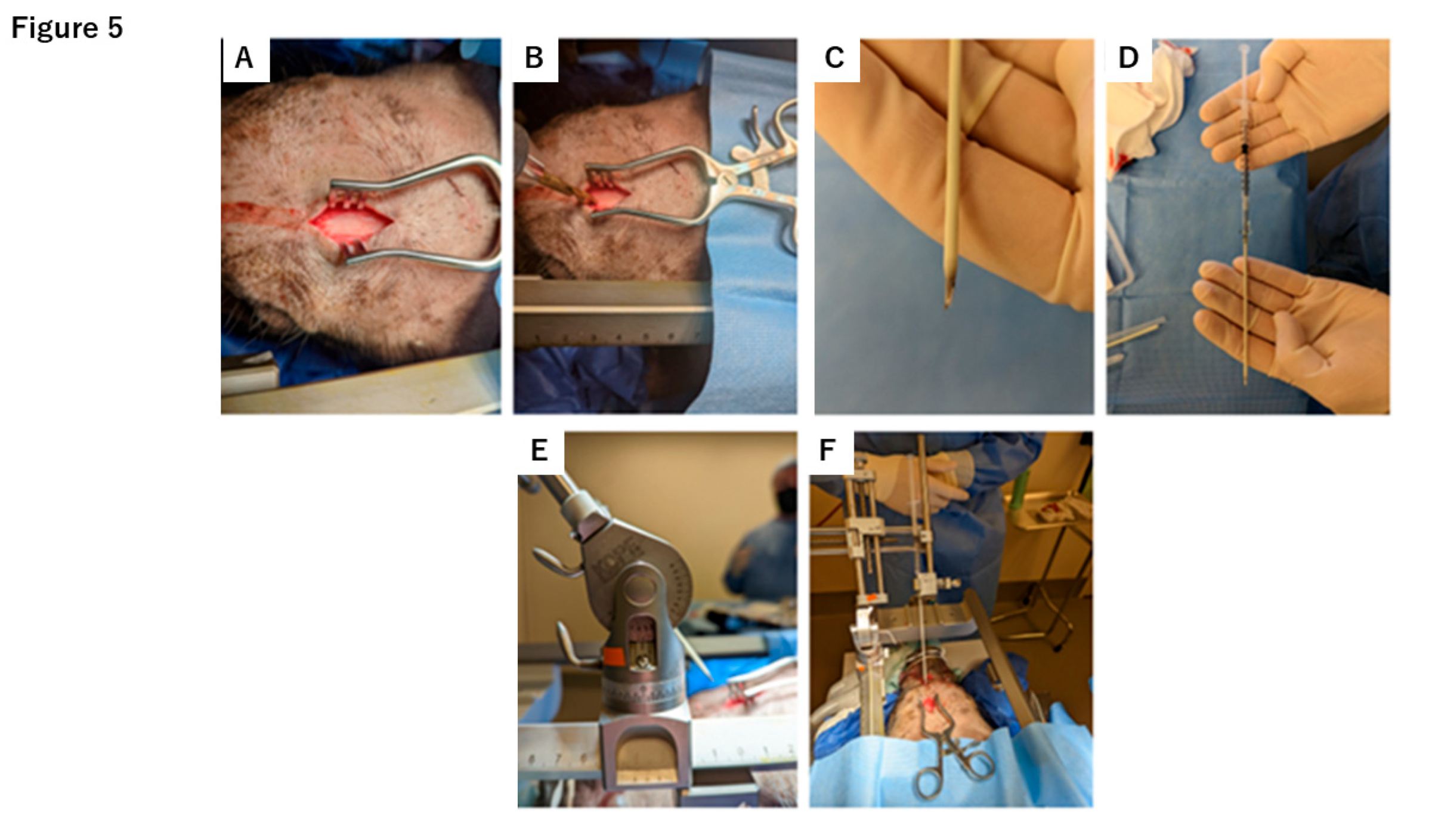 Preprints 169880 g005