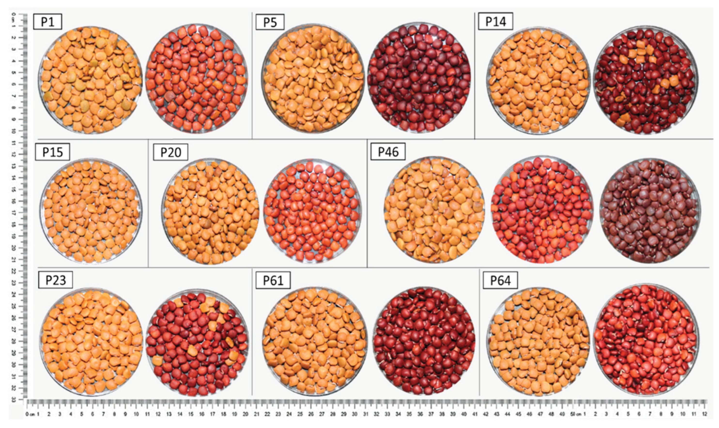 Preprints 200594 g004