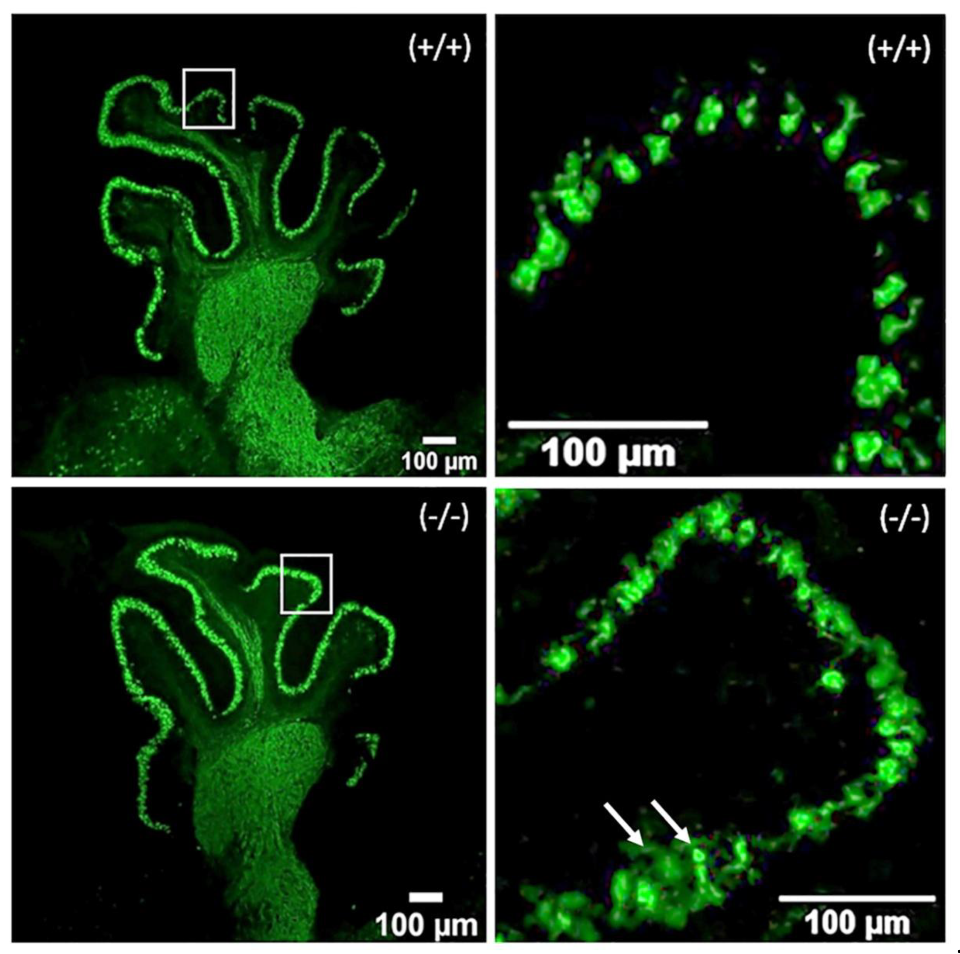 Preprints 174983 g001