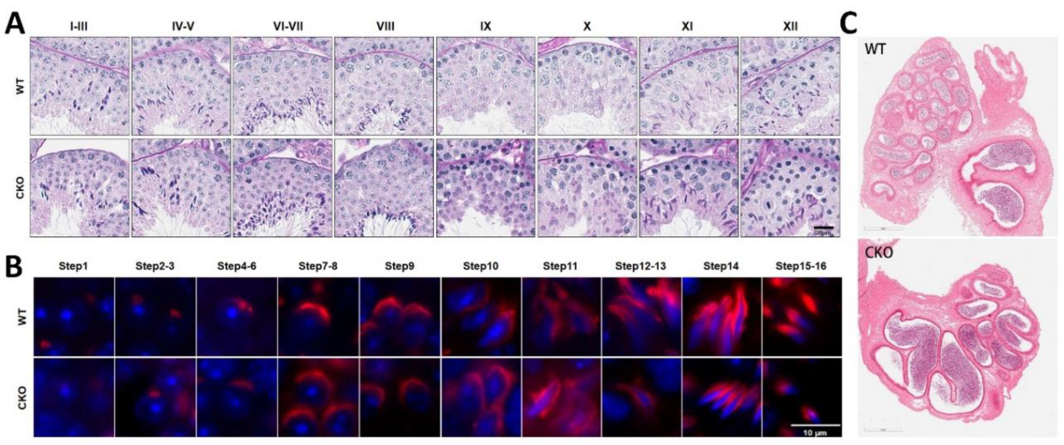 Preprints 156115 g003
