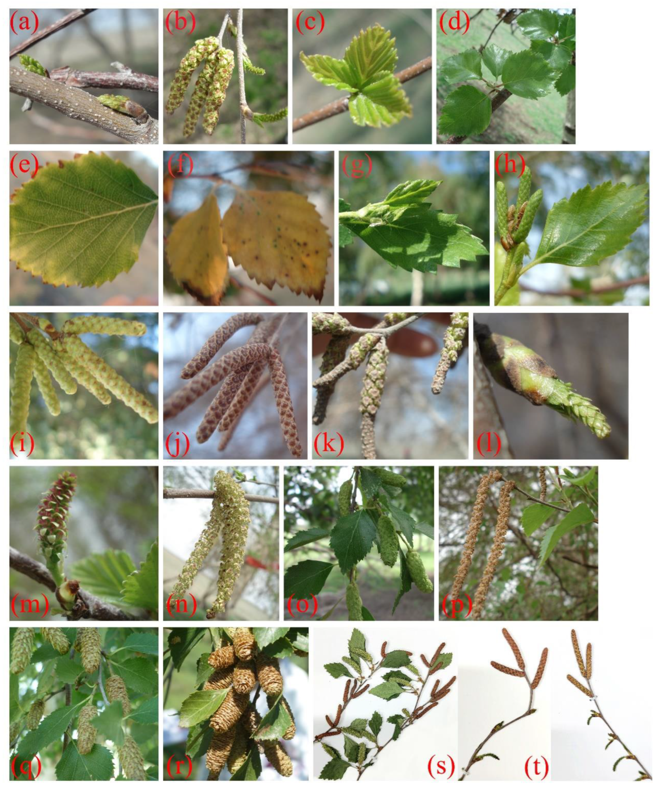 Preprints 151975 g002