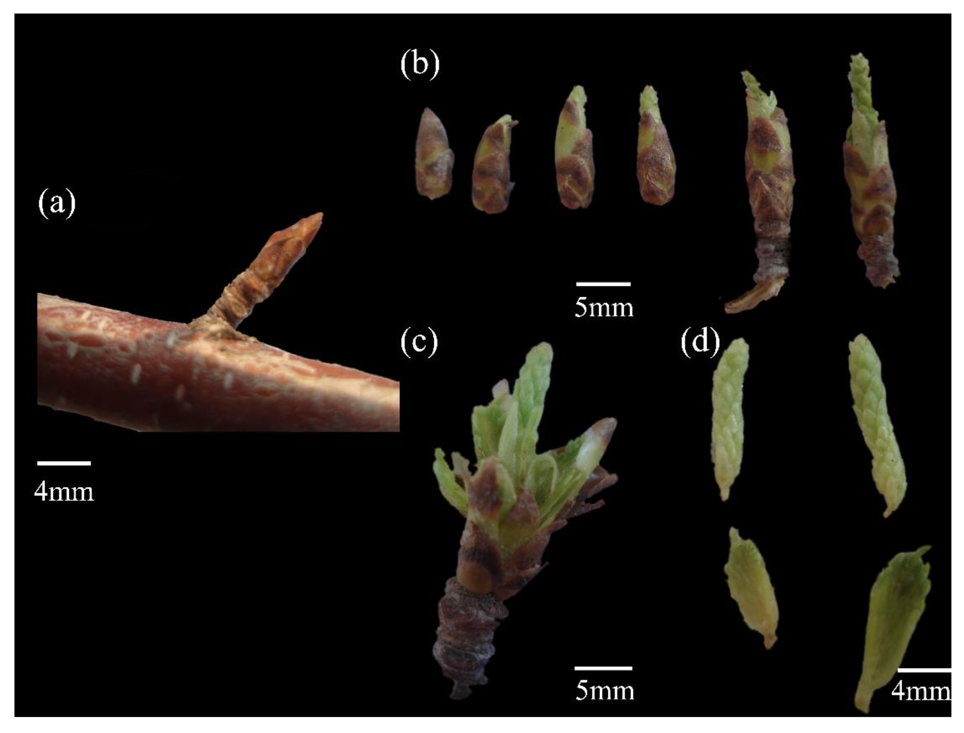 Preprints 151975 g009