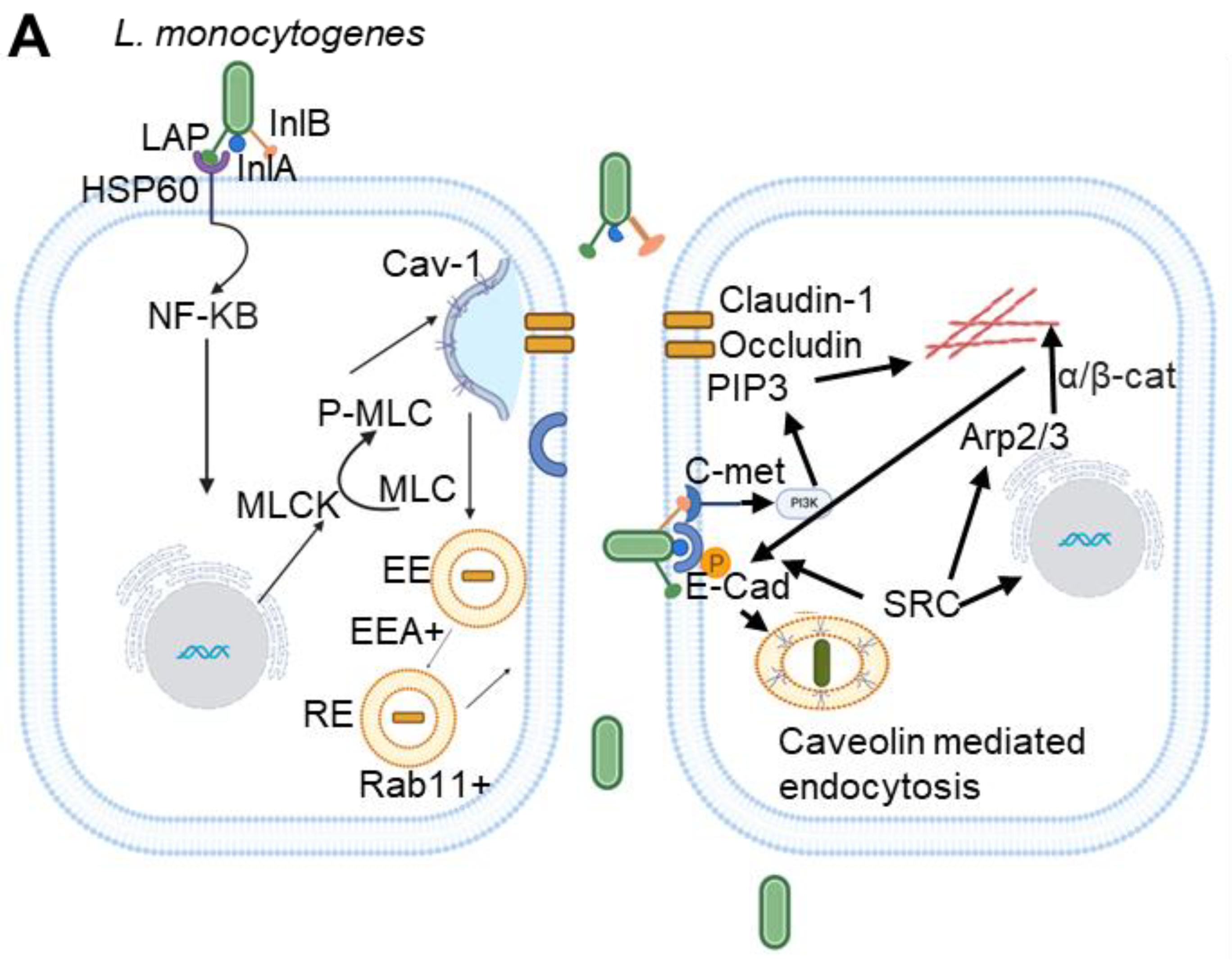 Preprints 140411 g001