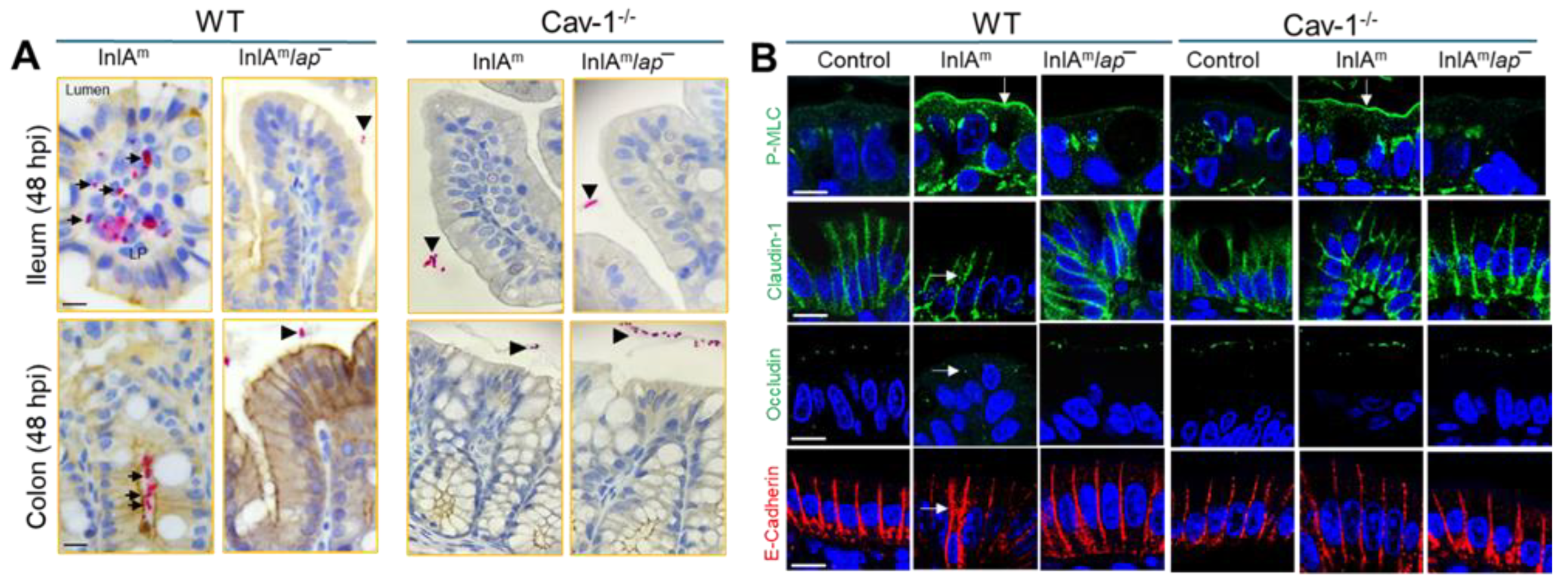 Preprints 140411 g002