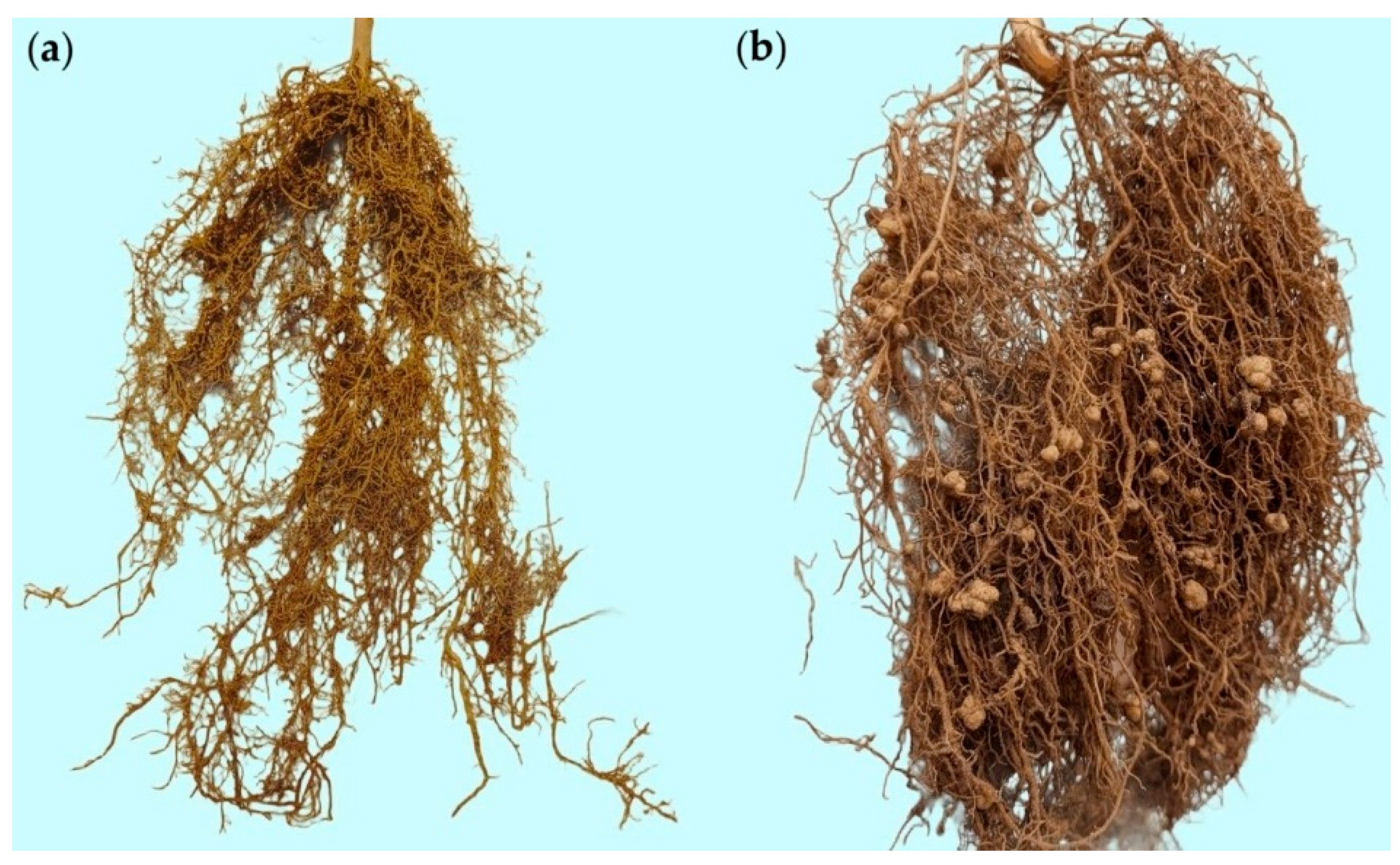 Preprints 184507 g002
