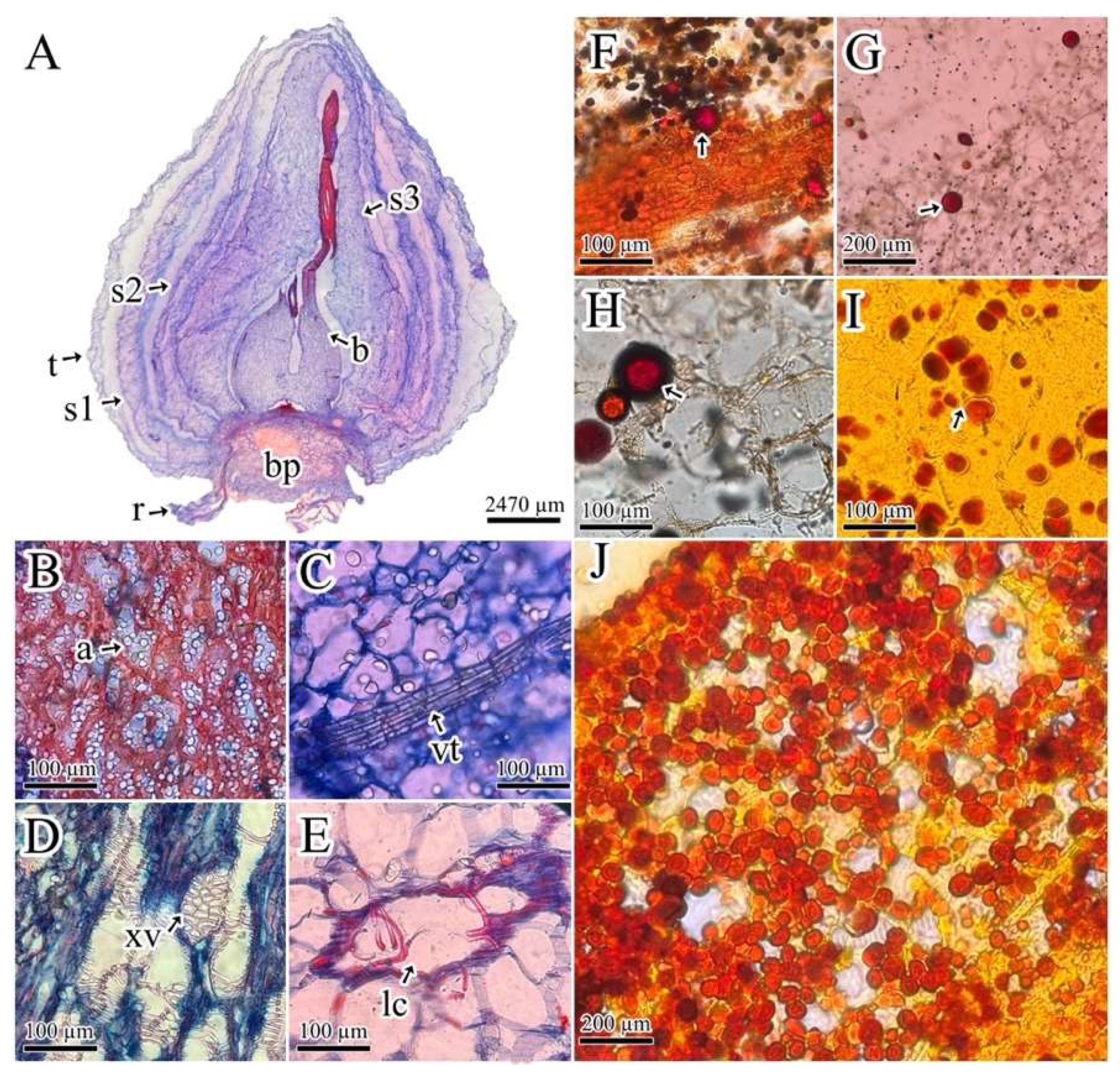 Preprints 137407 g001