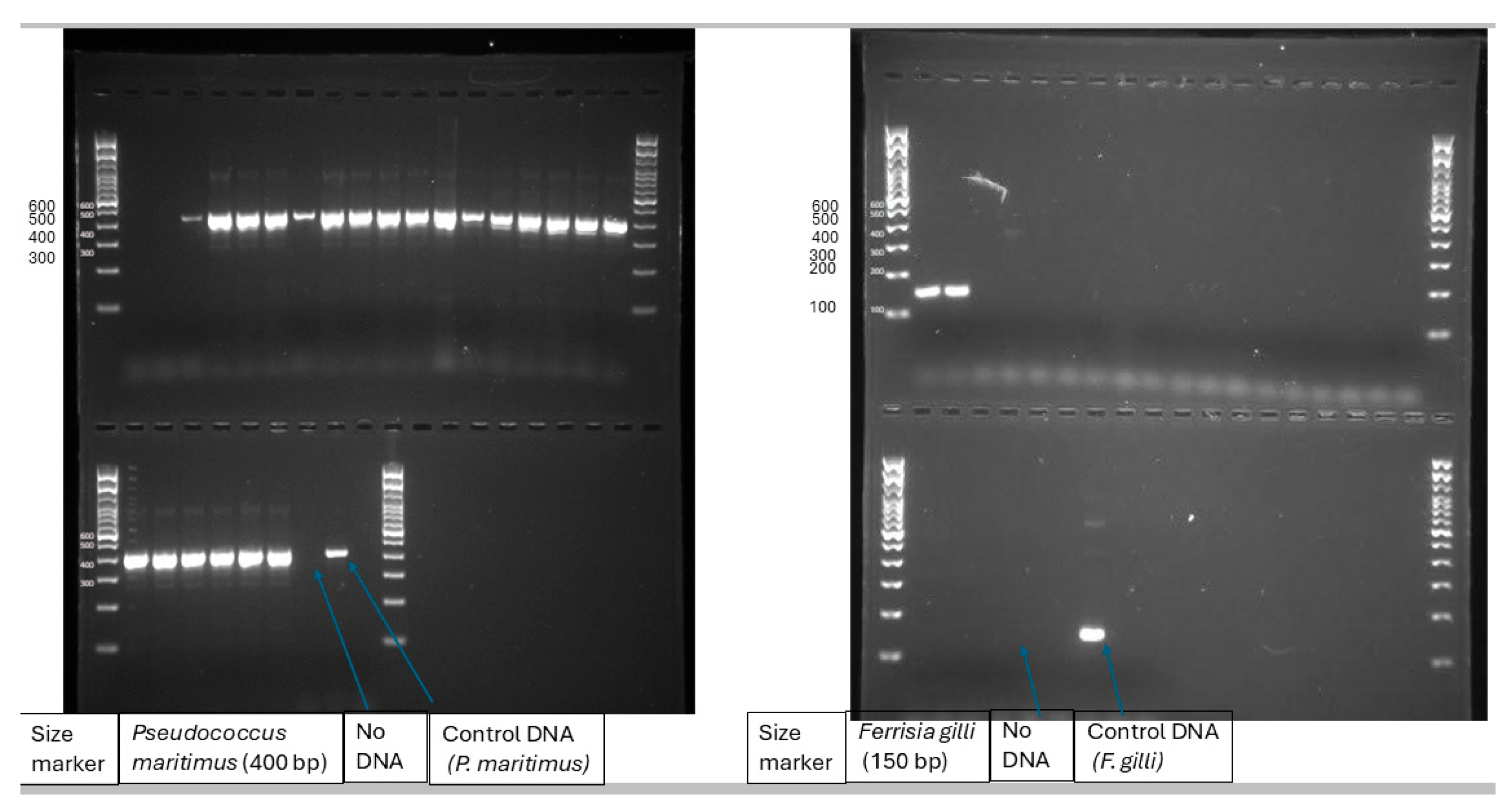 Preprints 200228 g002