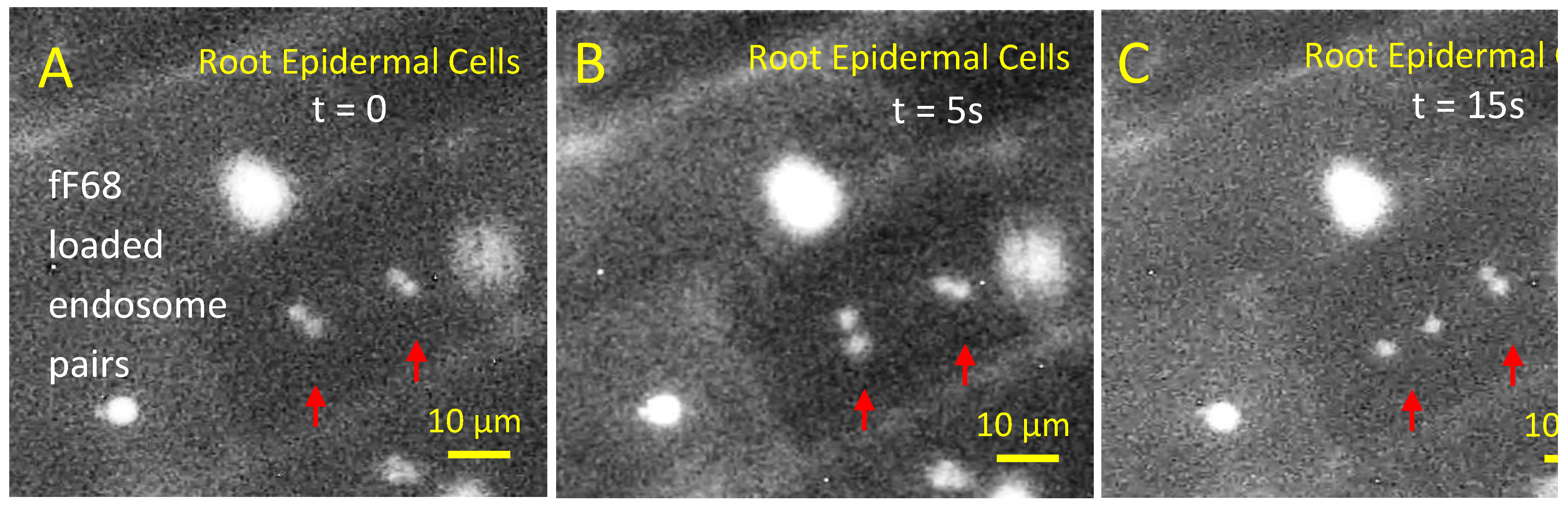 Preprints 164161 g004