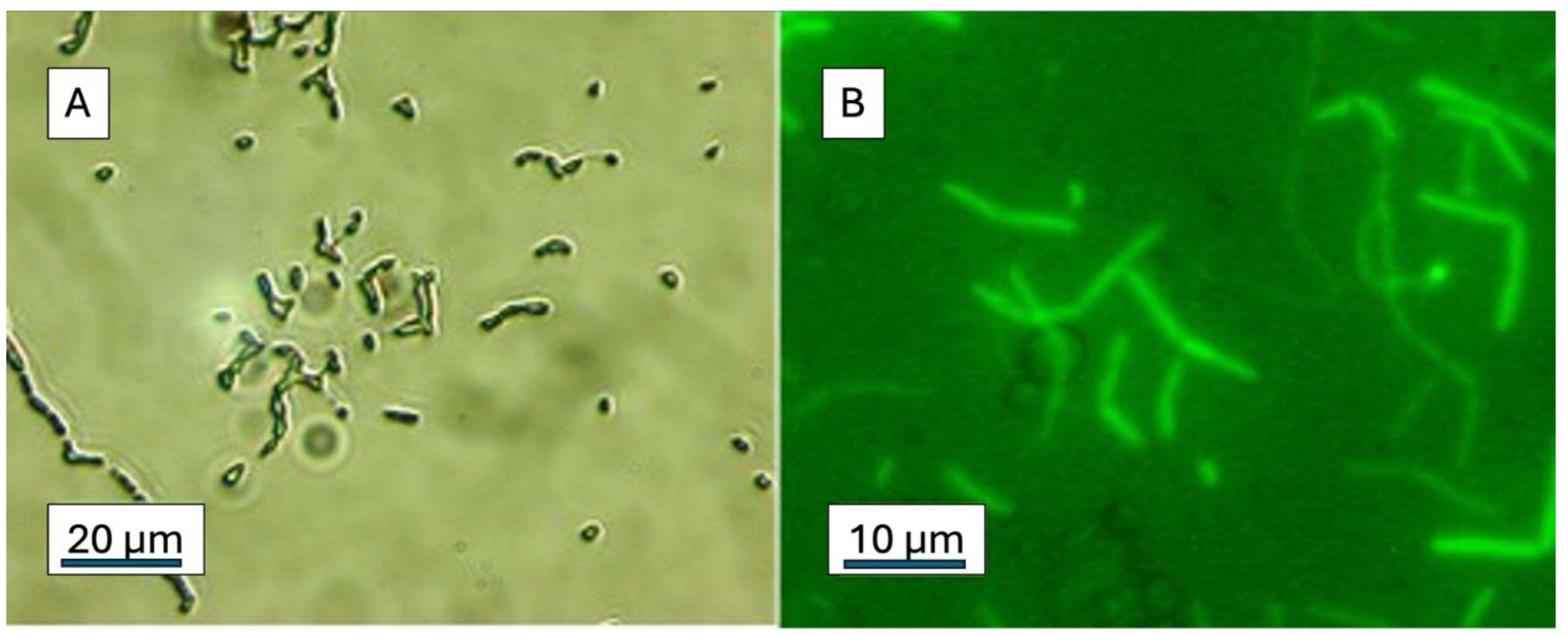 Preprints 164161 g005