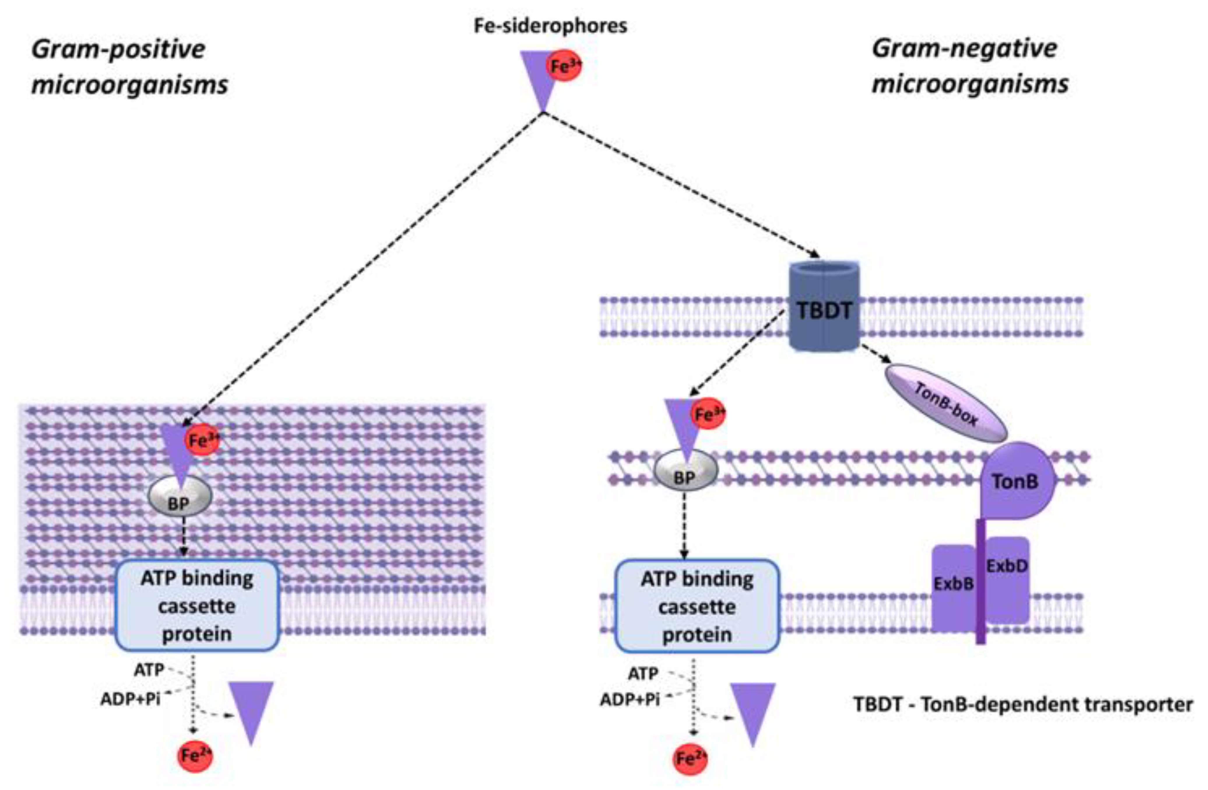 Preprints 202840 g002