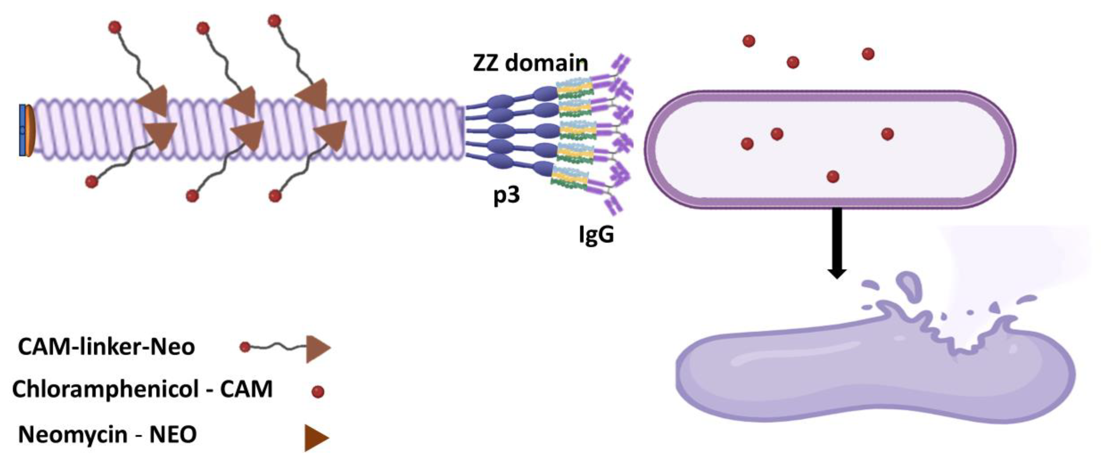 Preprints 202840 g004