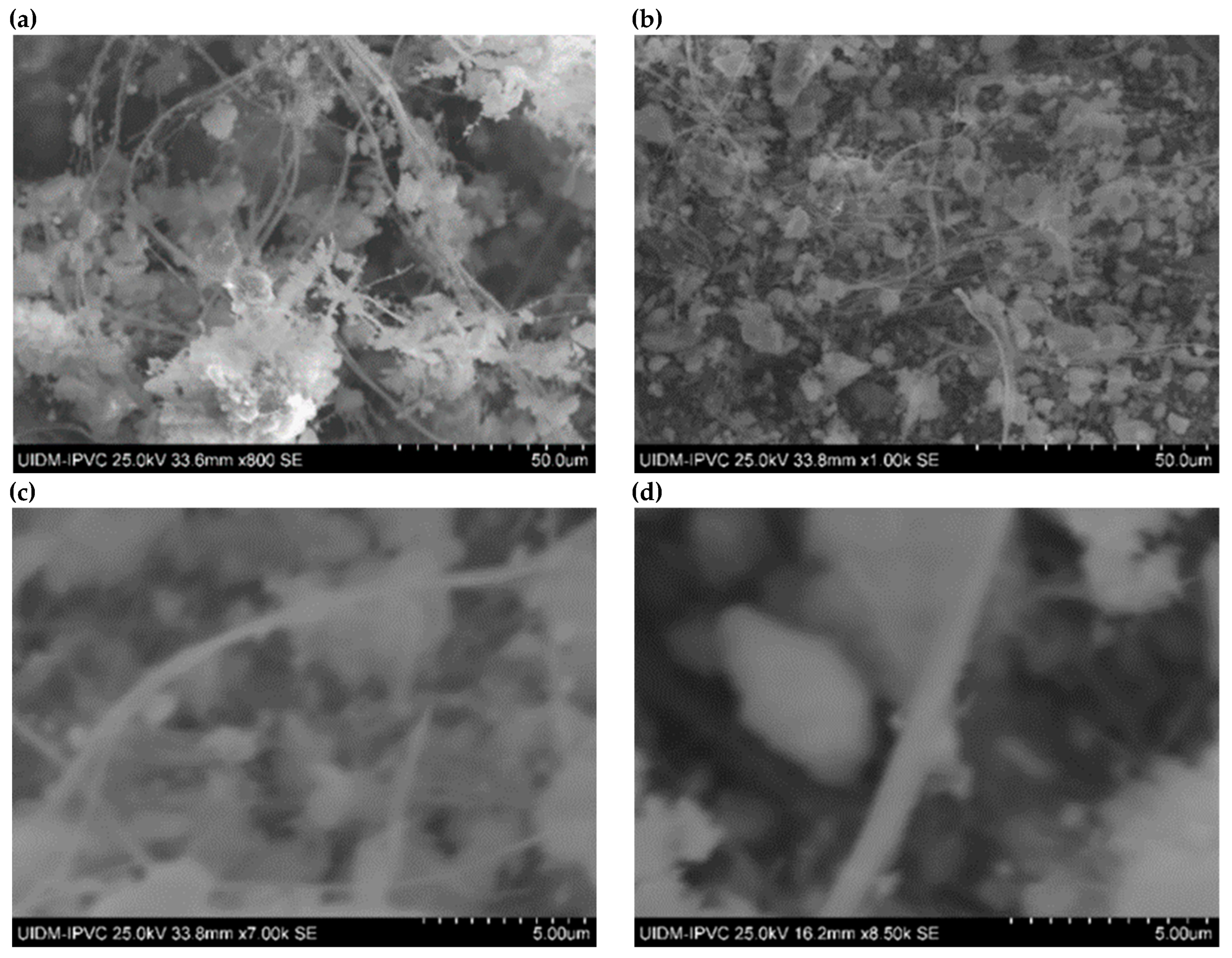 Preprints 150049 g004