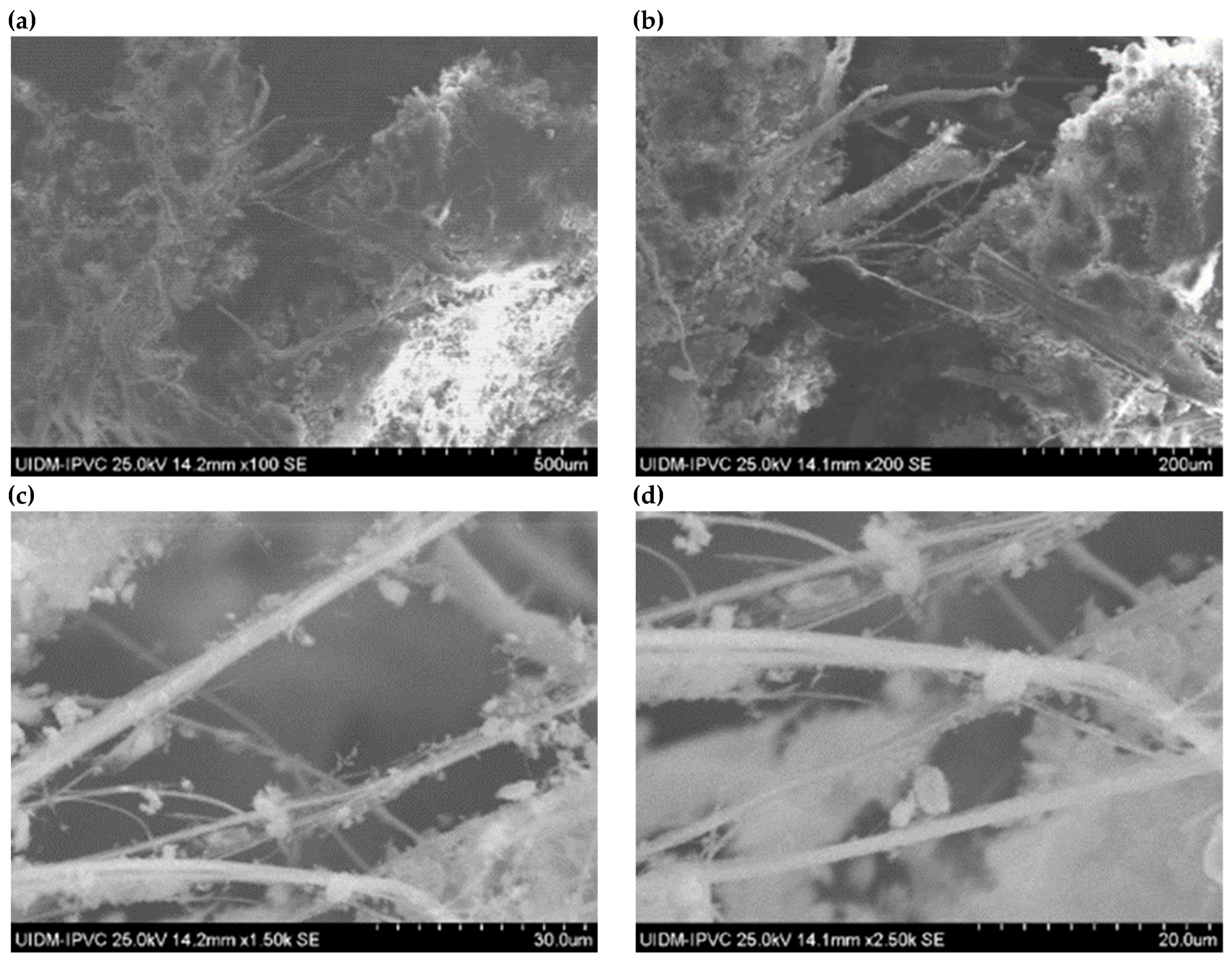 Preprints 150049 g006