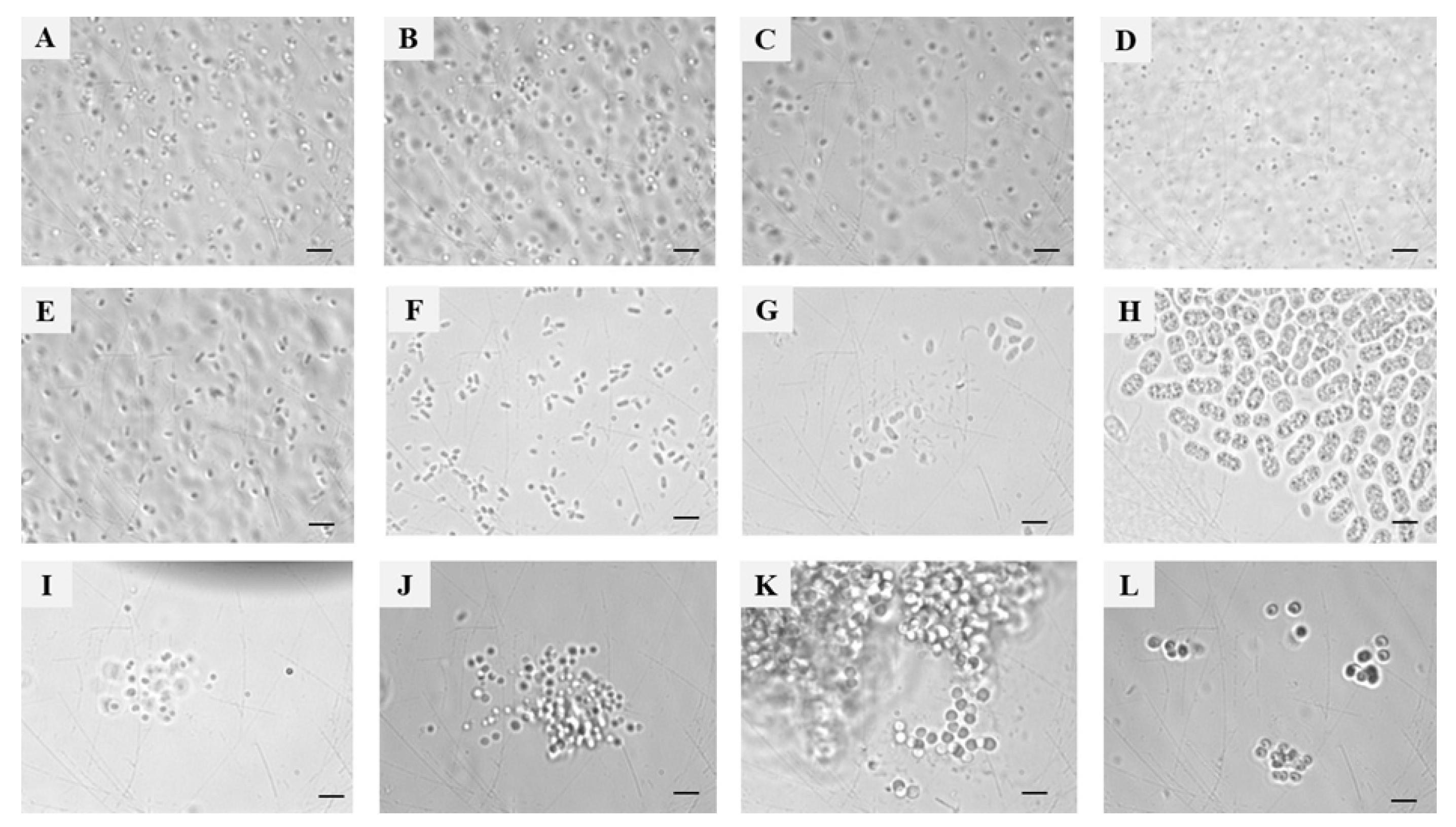 Preprints 159465 g002