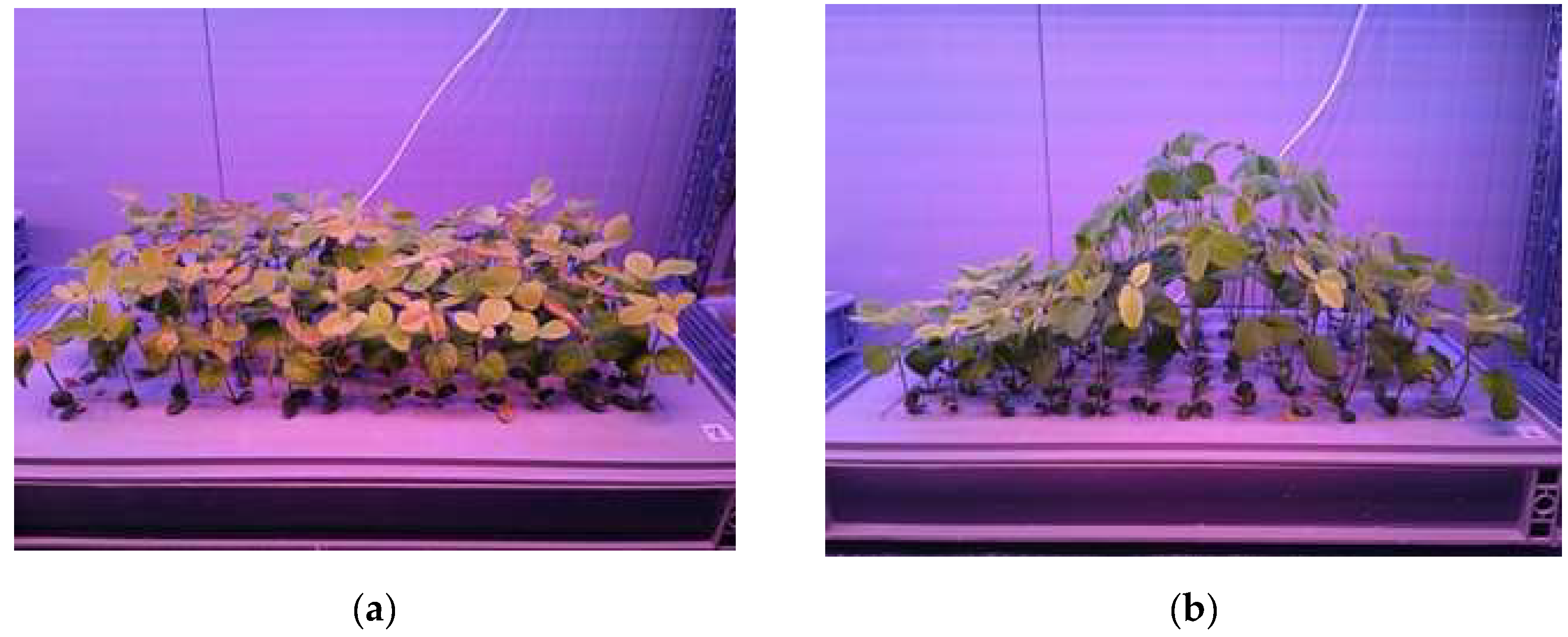 Preprints 155536 g003