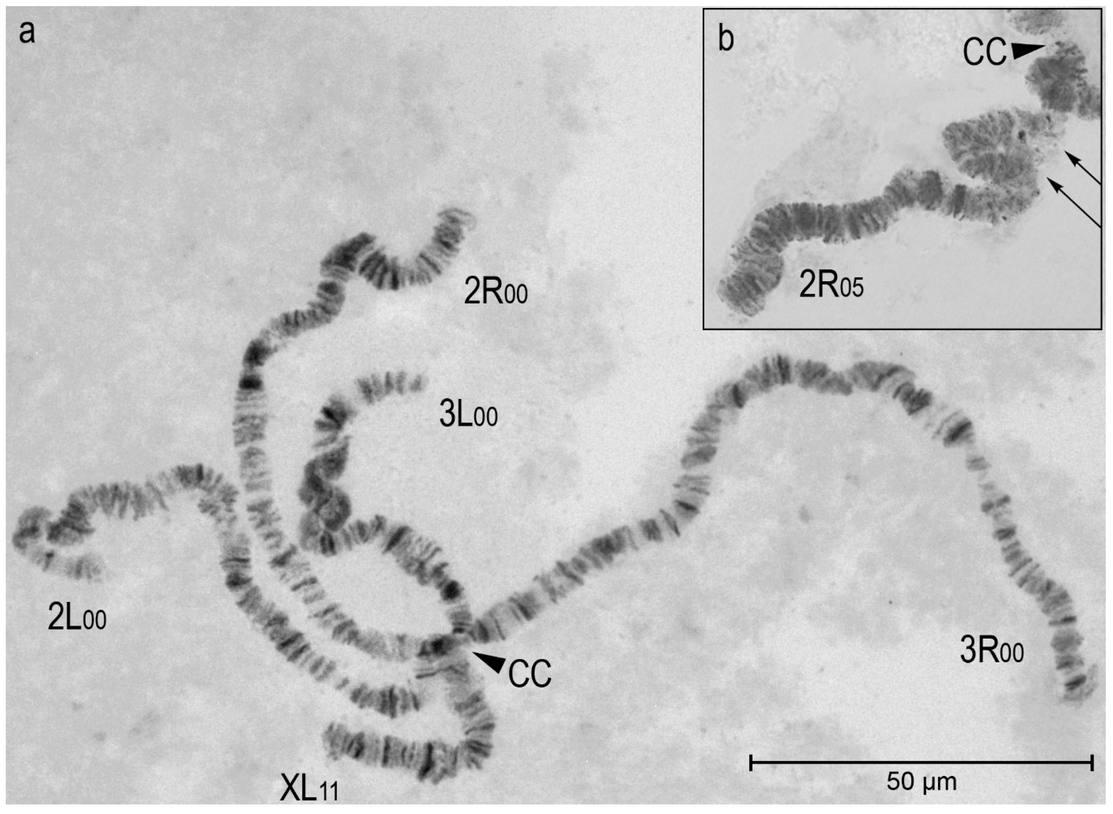 Preprints 147821 g002