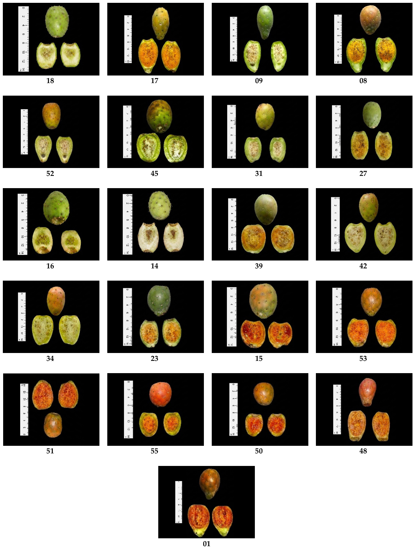 Preprints 221162 g008
