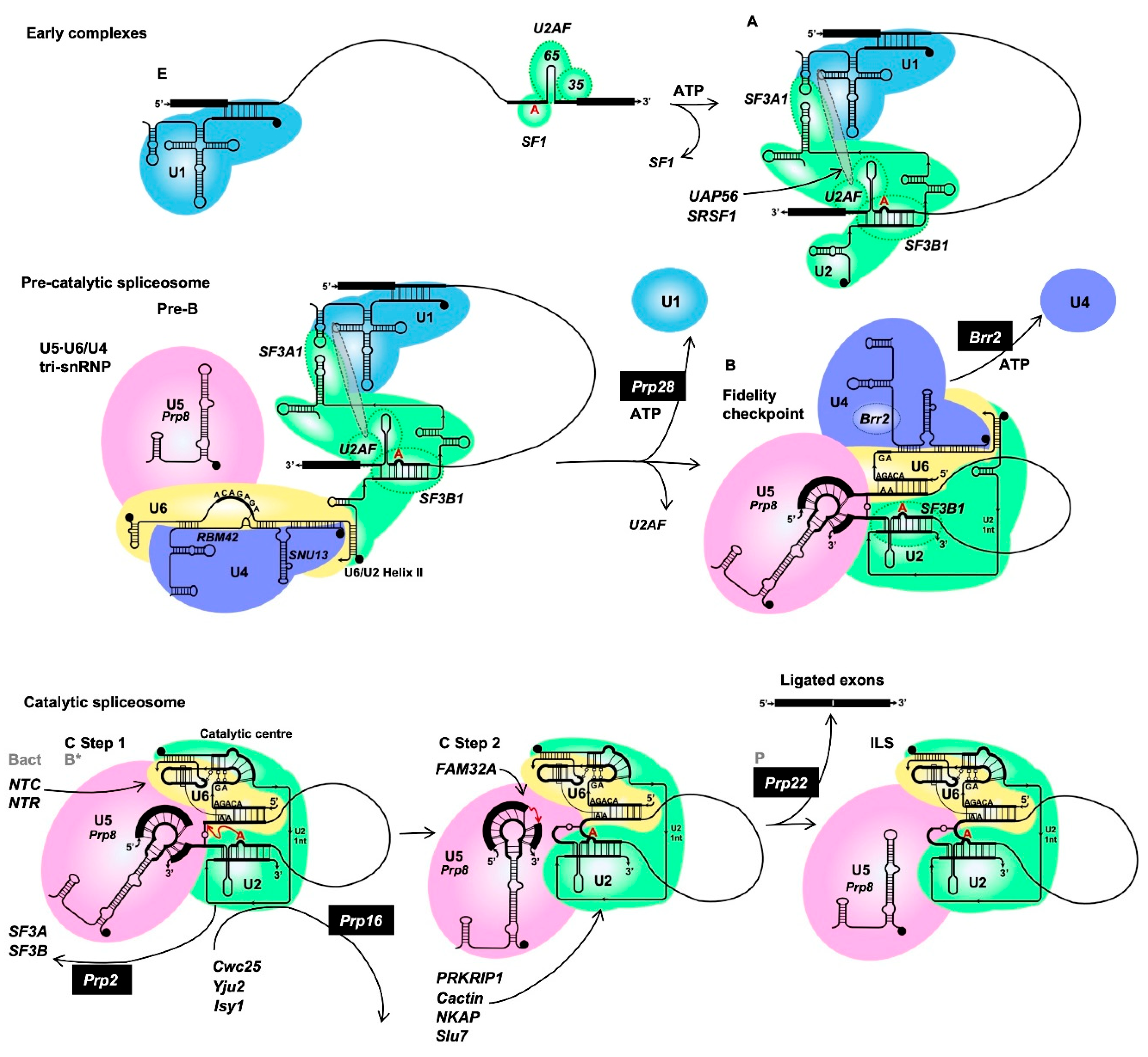 Preprints 233649 g001 Preprints 233649 g001
