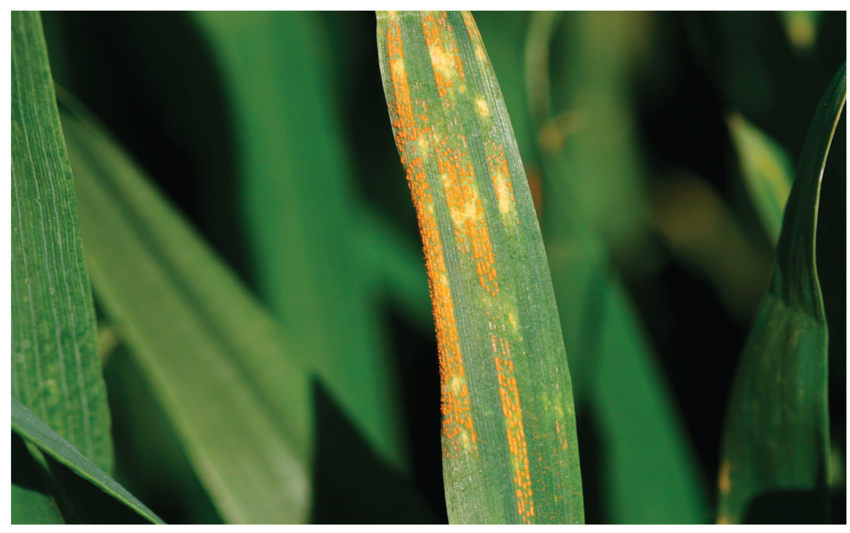 Preprints 159576 g002