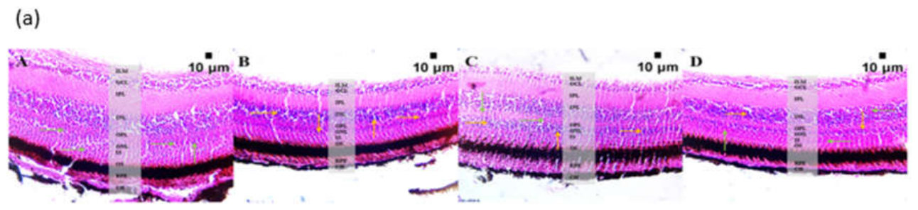 Preprints 222428 g004a