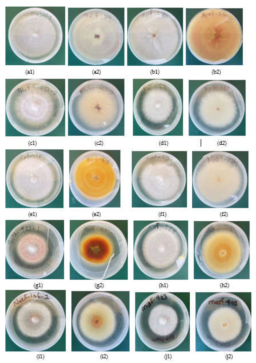 Preprints 147889 g003
