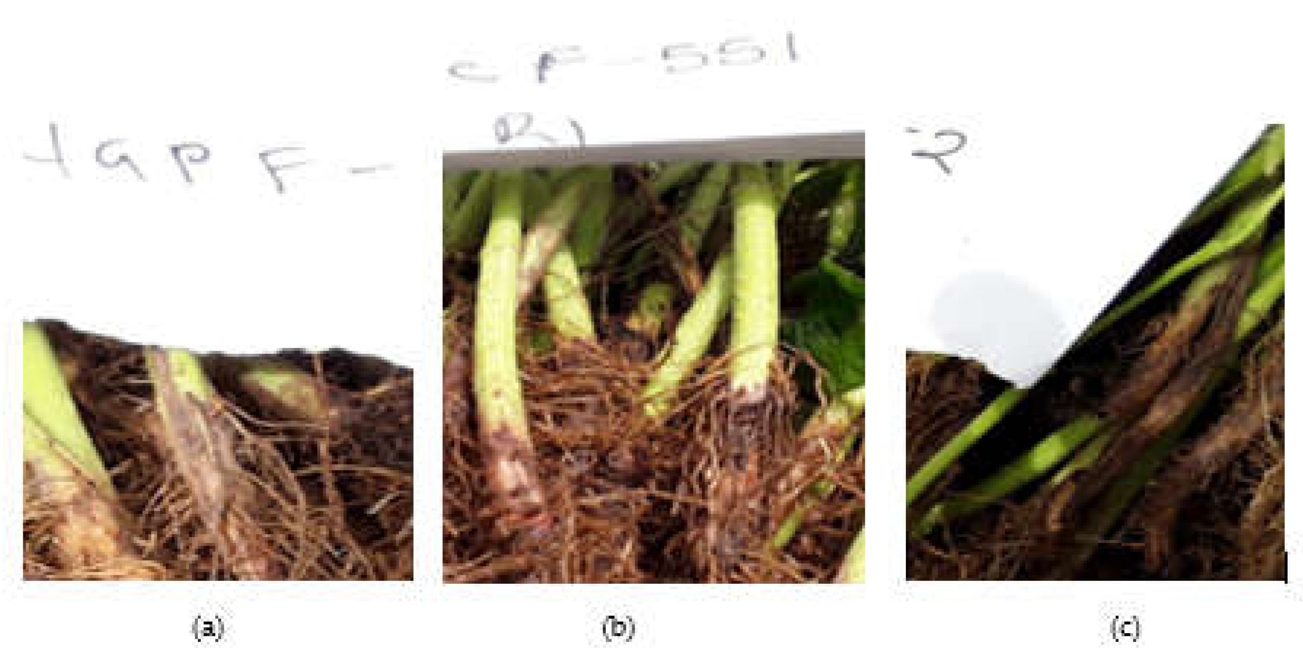 Preprints 147889 g004