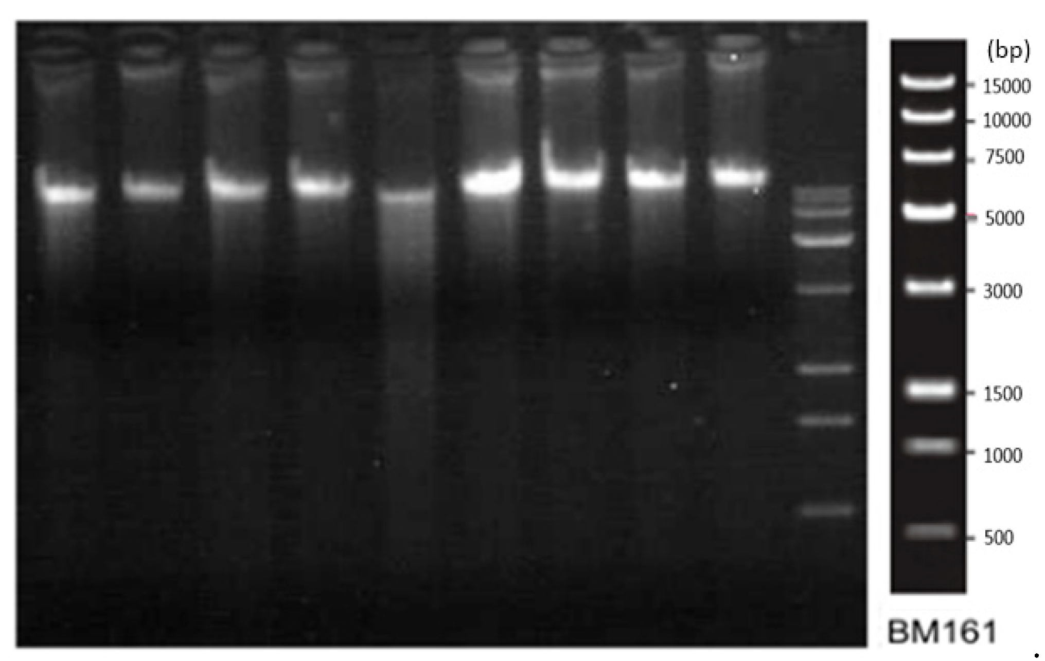 Preprints 109867 g002