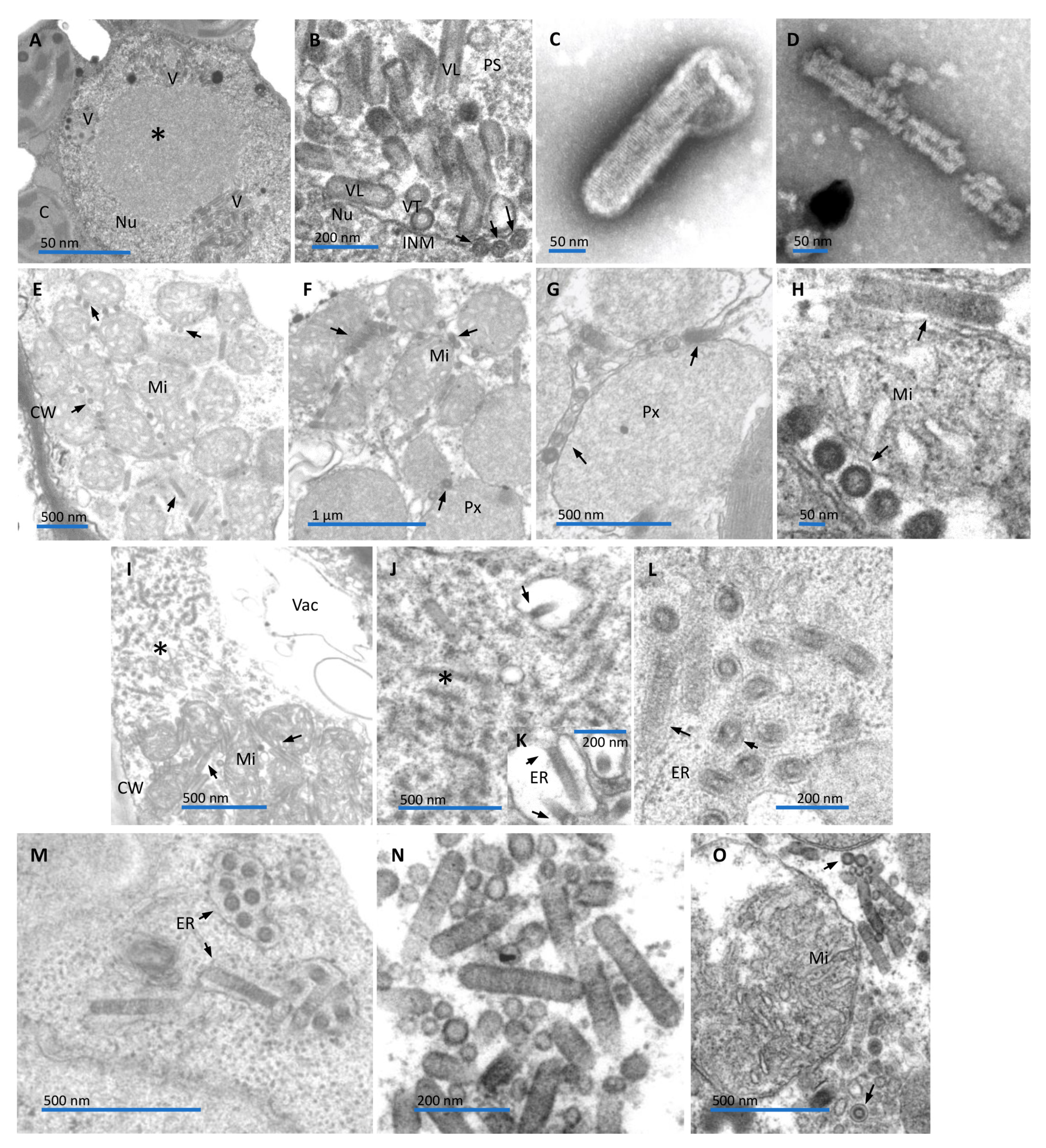 Preprints 96857 g002
