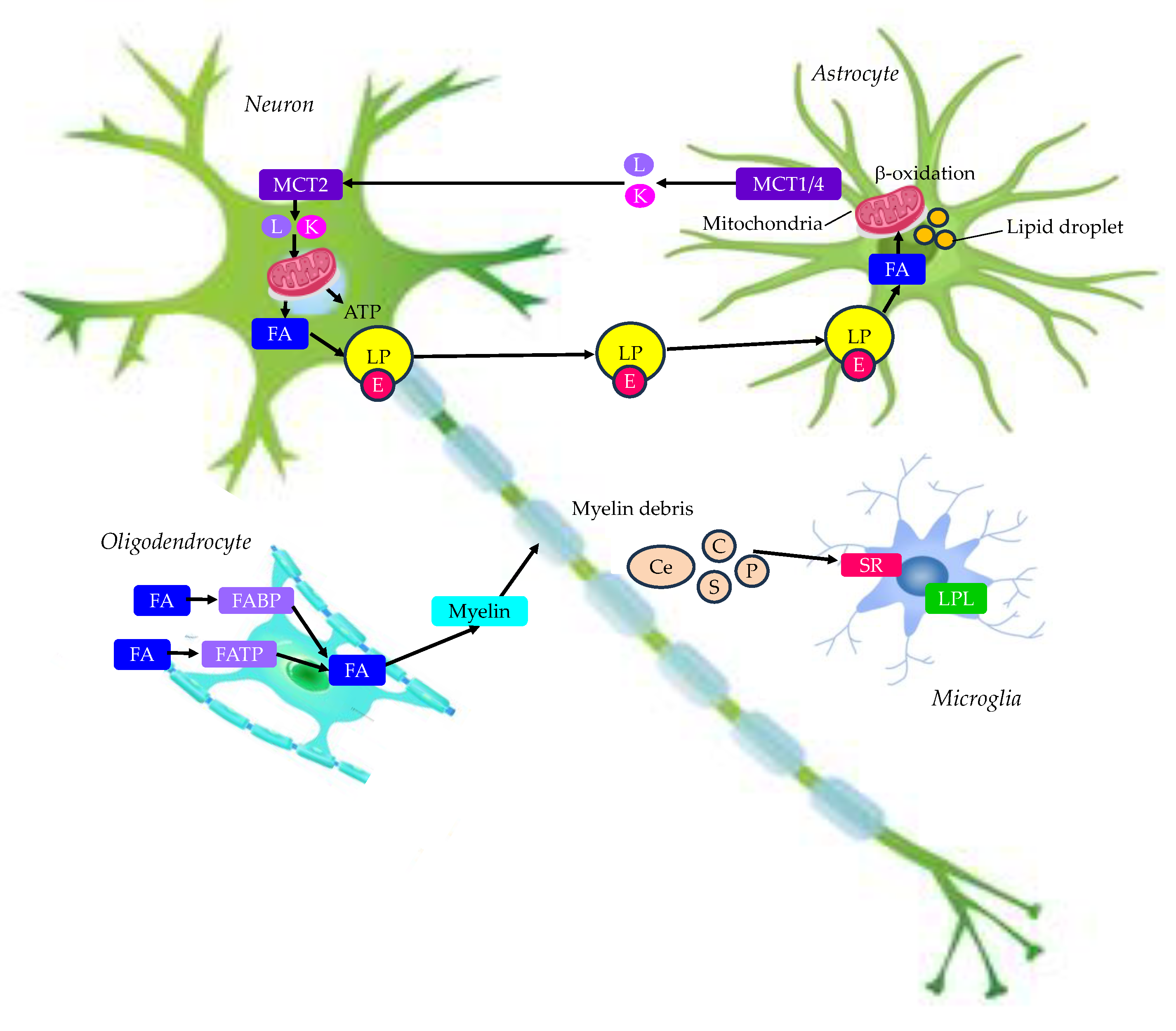 Preprints 121938 g002