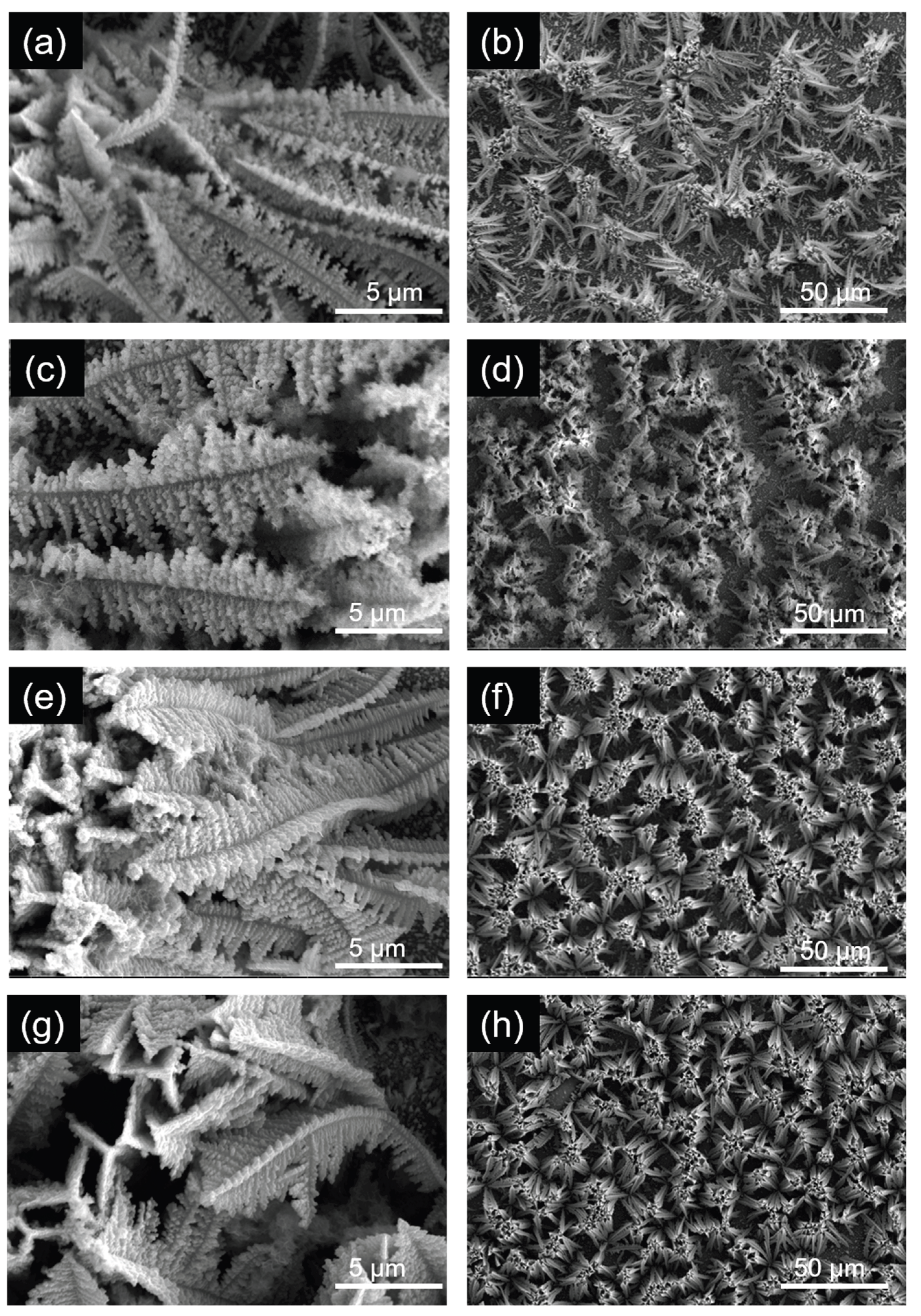 Preprints 195685 g002