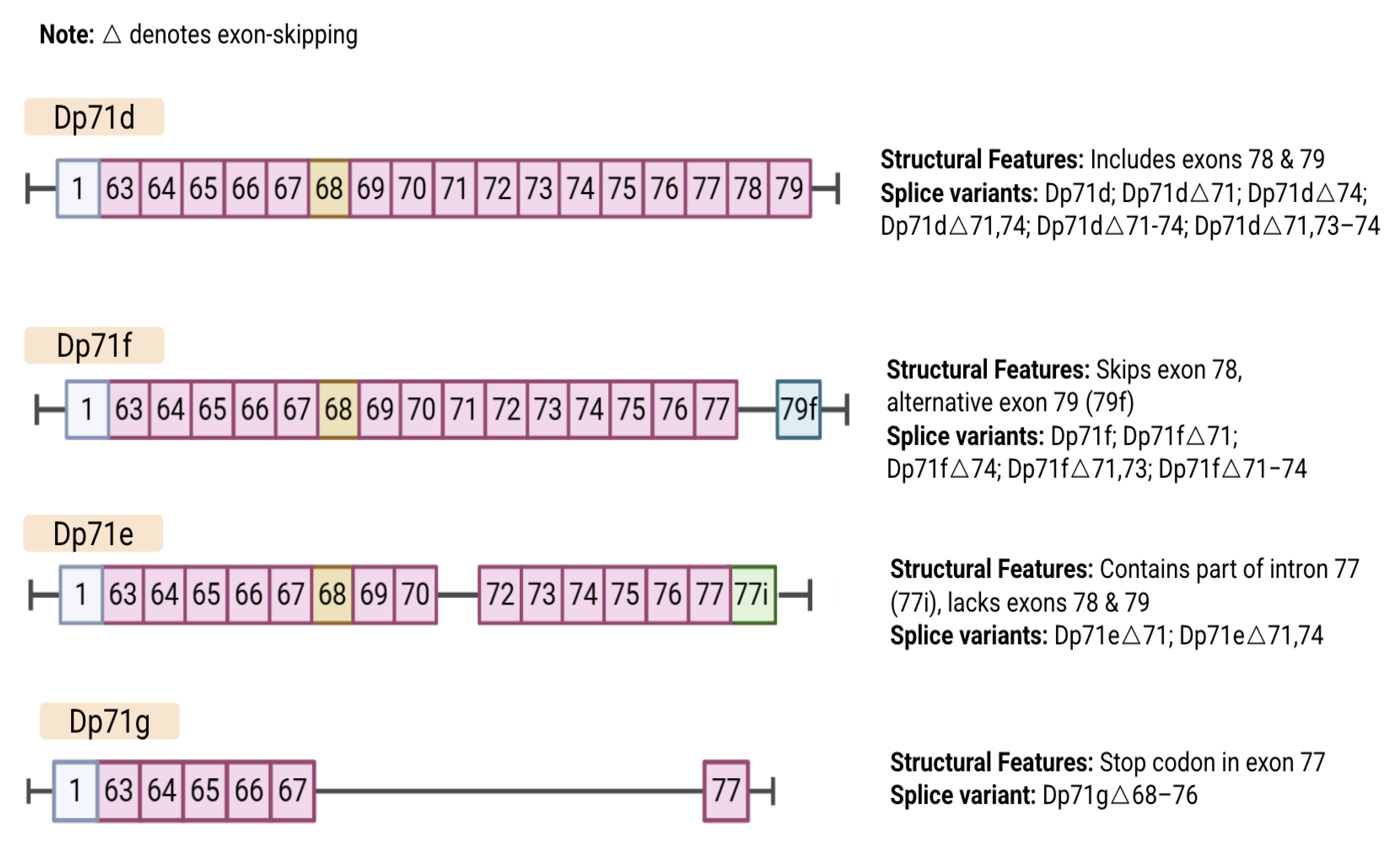 The Multi-System Roles of Dp71 Dystrophin Isoforms in Duchenne Muscular ...