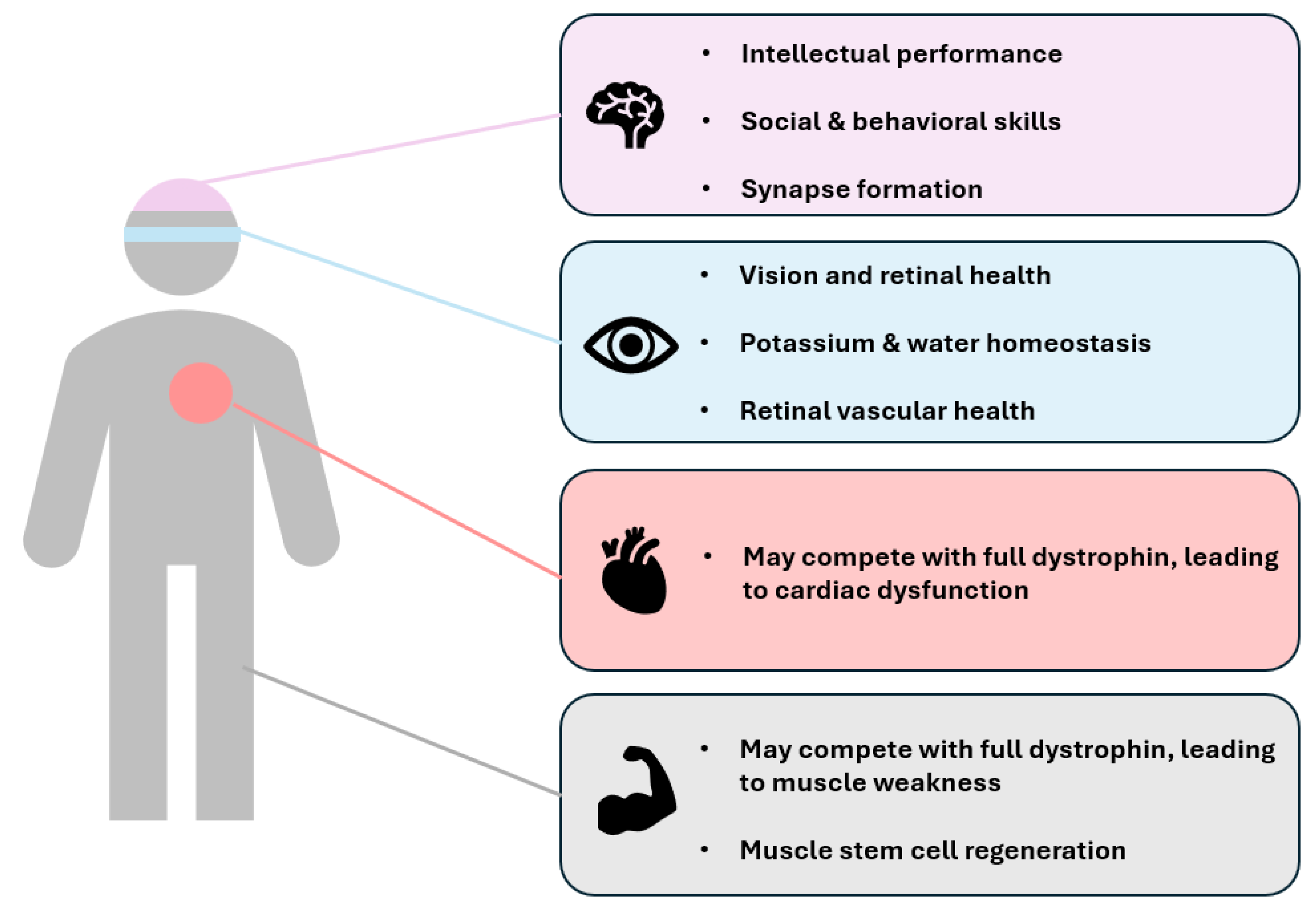 The Multi-System Roles of Dp71 Dystrophin Isoforms in Duchenne Muscular ...