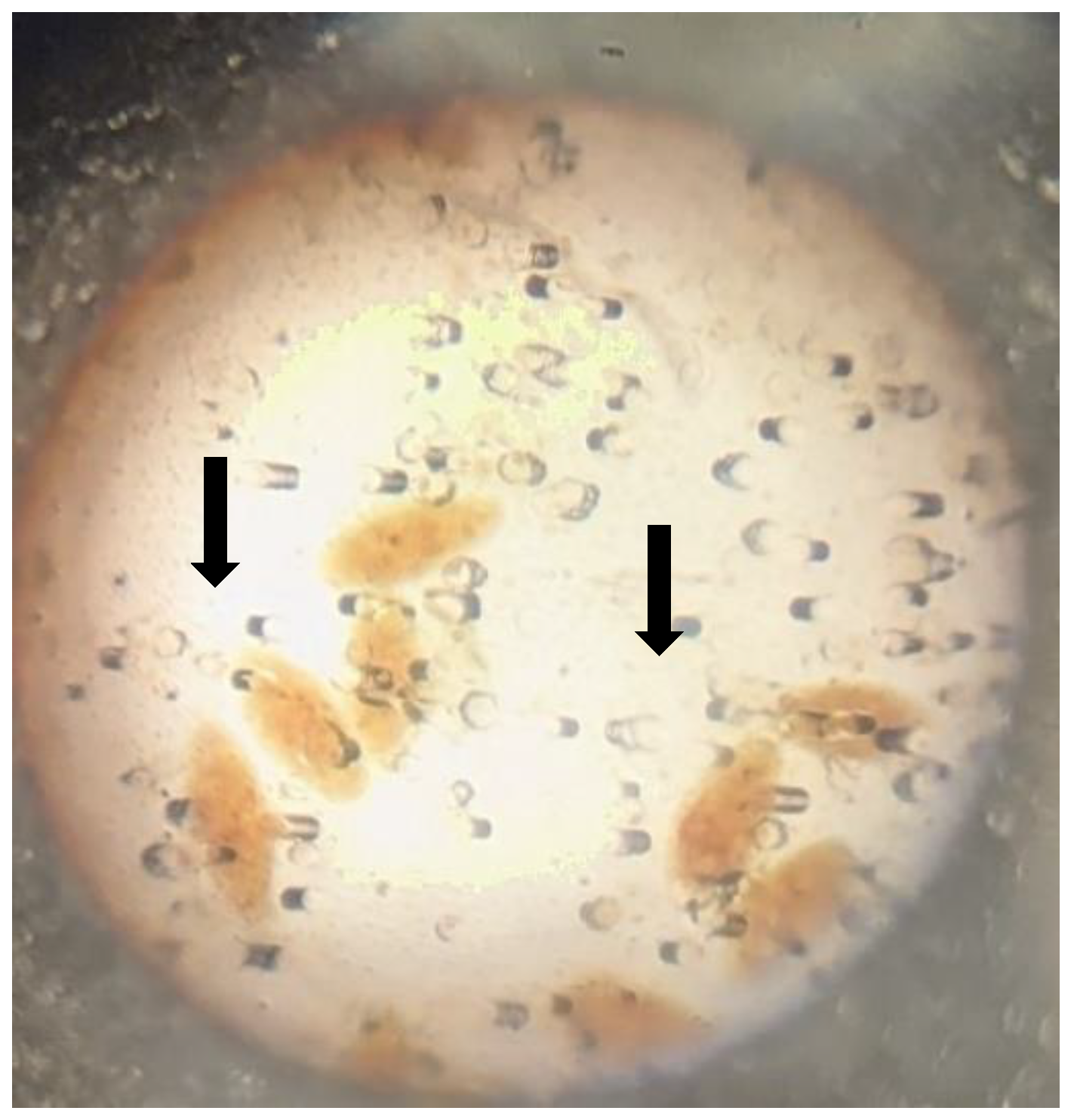 Preprints 179545 g002