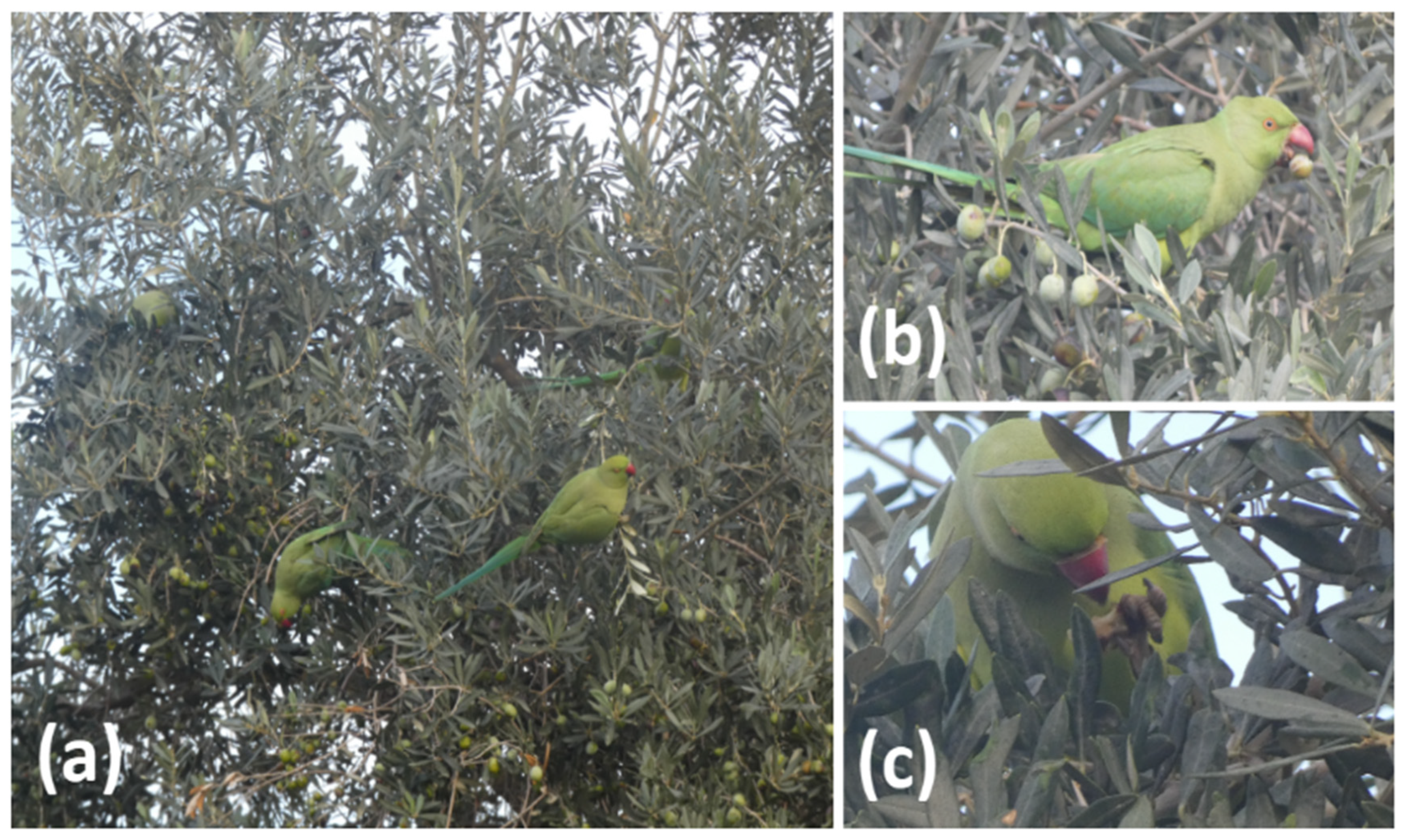 Preprints 179359 g002