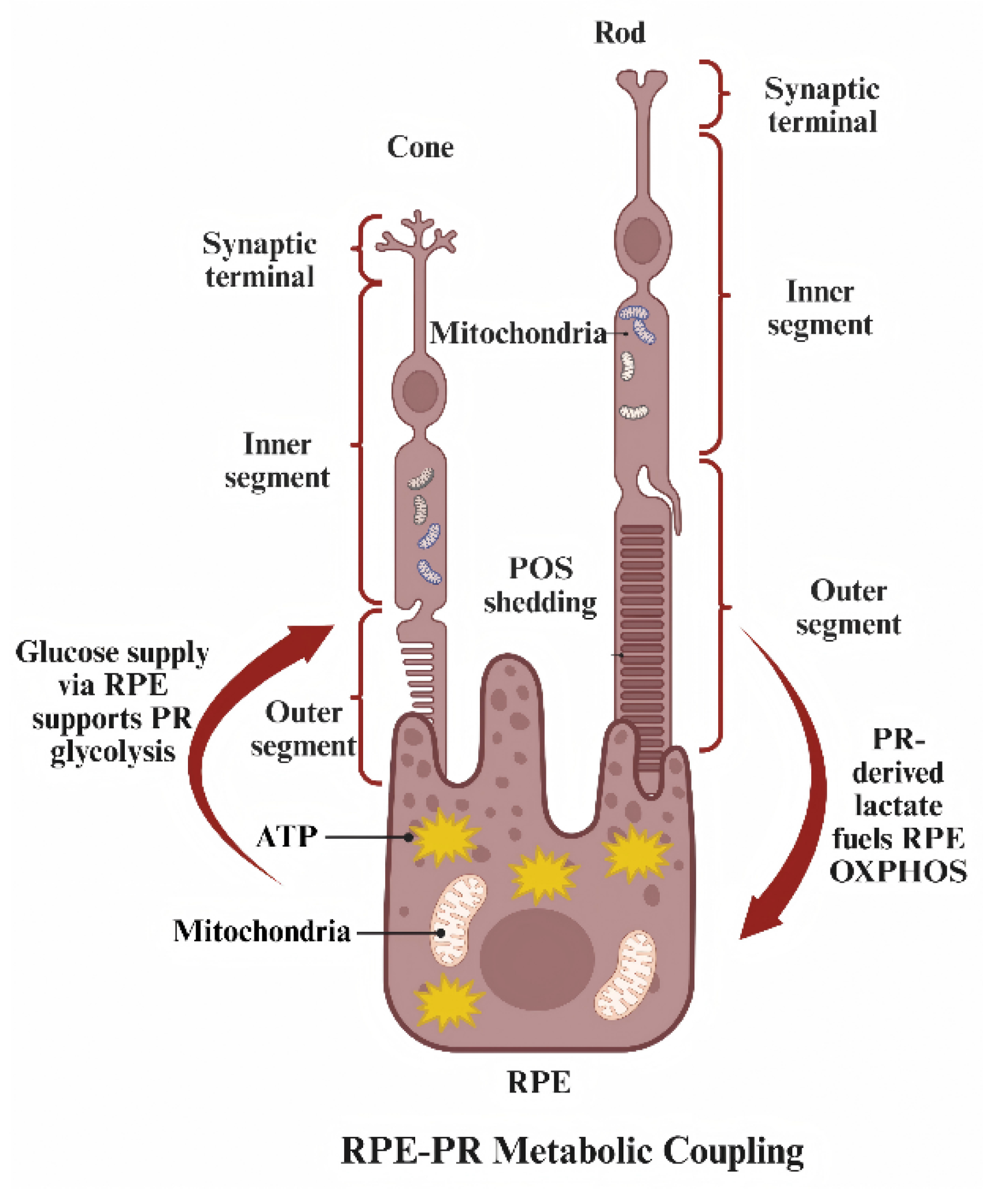 Photoreceptor Susceptibility to Ferroptosis: Membrane Lipids