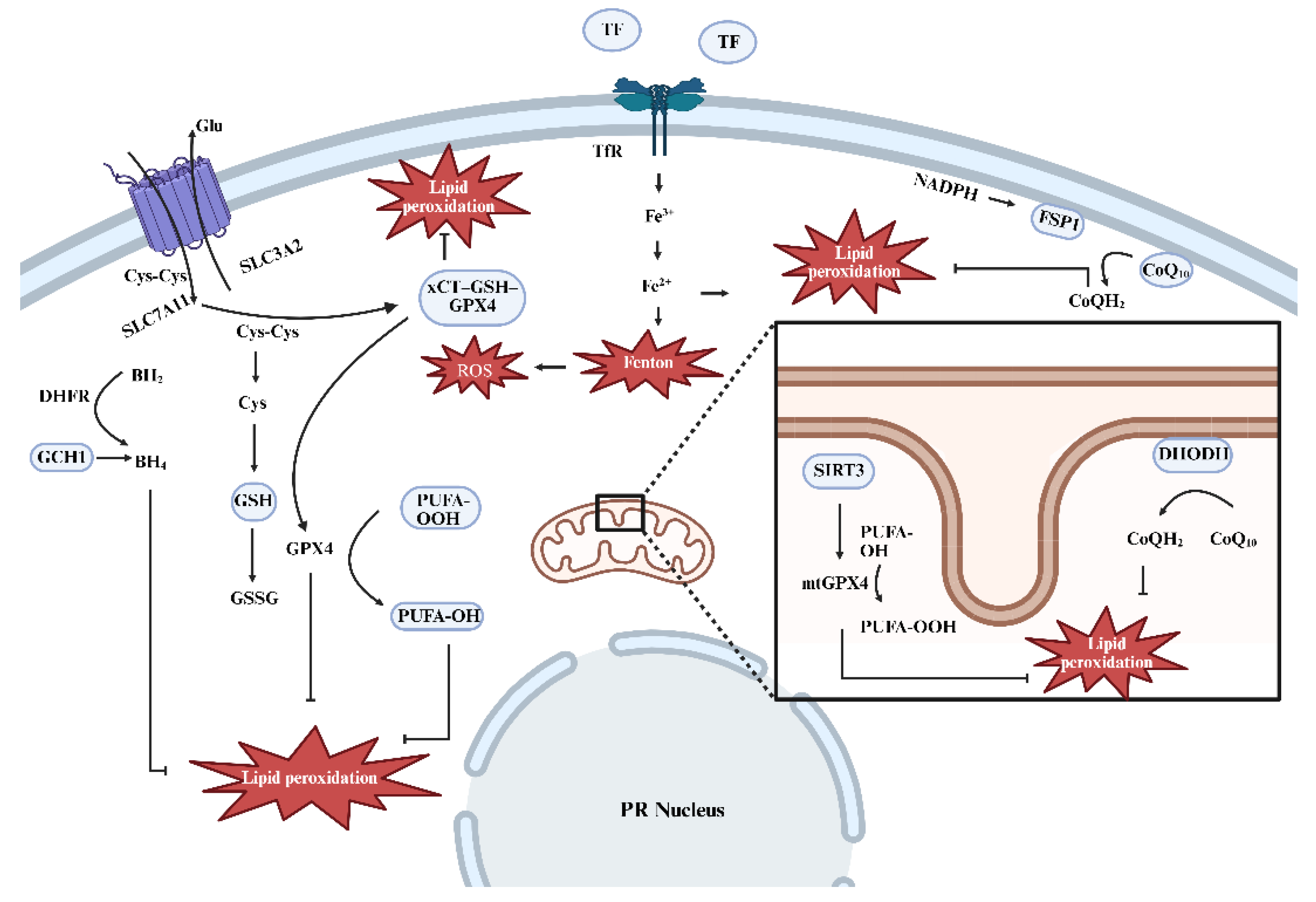 Photoreceptor Susceptibility to Ferroptosis: Membrane Lipids